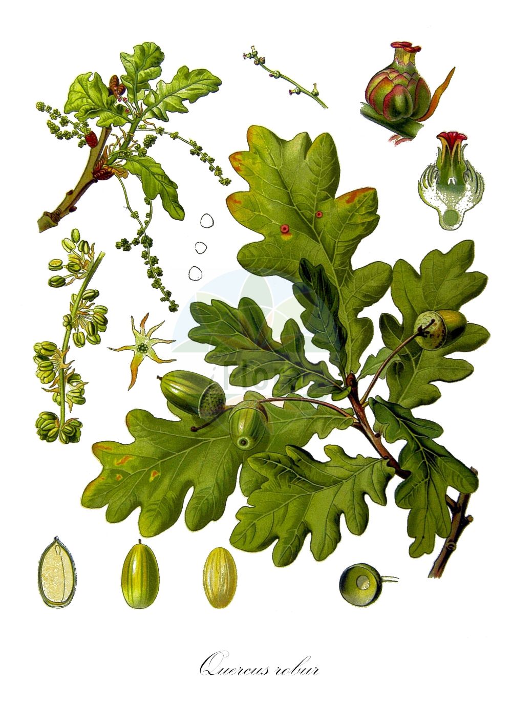 Quercus robur - Fagaceae,Plantae,Pteridobiotina,Angiosperms,Fagales,Fagaceae,Quercus,Quercus subgen. Quercus,Quercus sect. Quercus,Quercus robur,Quercus accessiva, Quercus accomodata, Quercus acutiloba, Quercus afghanistanensis, Quercus alligata, Quercus amoenifolia, Quercus appenina var. cylindracea, Quercus appenina var. rumelica, Quercus apula, Quercus arenaria, Quercus argentea, Quercus assimilis, Quercus asturica, Quercus atrosanguinea, Quercus aurea, Quercus australis, Quercus banatica, Quercus batavica, Quercus bavarica, Quercus belgica, Quercus borealis var. pilosa, Quercus brutia subsp. haas, Quercus castanoides, Quercus commiserata, Quercus concordia, Quercus croatica, Quercus cunisecta, Quercus cupressoides, Quercus cupulatus, Quercus danubialis, Quercus discredens, Quercus emarginulata, Quercus esthonica, Quercus ettingeri, Quercus femina, Quercus filicifolia, Quercus foemida, Quercus frutetorum, Quercus germanica f. puberula, Quercus germanica var. longipedunculata, Quercus germanica var. macrobalana, Quercus germanica var. pinnatifida, Quercus grecescui, Quercus haerens, Quercus hentzei, Quercus hispanica, Quercus hodginsii, Quercus hohenackeri, Quercus immodica, Quercus implicata, Quercus kunzei, Quercus laciniata, Quercus lanuginosa, Quercus lentula, Quercus longaeva, Quercus longipedunculata, Quercus louettii, Quercus lucorum, Quercus ludens, Quercus lugdunensis, Quercus macroloba, Quercus madritensis, Quercus malacophylla var. asterotricha, Quercus microcarpa, Quercus montivaga, Quercus natalis, Quercus nescensis, Quercus ochracea, Quercus oelandica, Quercus pectinata, Quercus pedunculata, Quercus pedunculata f. ettingeri, Quercus pedunculata f. extensa, Quercus pedunculata f. patellulata, Quercus pedunculata f. tardissima, Quercus pedunculata subsp. pilosa, Quercus pedunculata var. acutifolia, Quercus pedunculata var. australis, Quercus pedunculata var. borealis, Quercus pedunculata var. brachybalana, Quercus pedunculata var. brachybalanus, Quercus pedunculata var. brevipes, Quercus pedunculata var. coriacea, Quercus pedunculata var. crassiuscula, Quercus pedunculata var. cuneifolia, Quercus pedunculata var. cylindrocarpa, Quercus pedunculata var. dauvessei-pendula, Quercus pedunculata var. fastigiata, Quercus pedunculata var. glaberrima, Quercus pedunculata var. globulata, Quercus pedunculata var. haas, Quercus pedunculata var. leptobalanos, Quercus pedunculata var. macrobalana, Quercus pedunculata var. macrobalanus, Quercus pedunculata var. malacophylla, Quercus pedunculata var. megabalana, Quercus pedunculata var. microbalanus, Quercus pedunculata var. opaca, Quercus pedunculata var. pachycarpa, Quercus pedunculata var. pendula-heterophylla, Quercus pedunculata var. pendula-libani, Quercus pedunculata var. pilosa, Quercus pedunculata var. pseudopedunculata, Quercus pedunculata var. pseudosessilis, Quercus pedunculata var. salicifolia-pendula, Quercus pedunculata var. sphaerobalanus, Quercus pedunculata var. stenocarpa, Quercus pedunculata var. subglobosa, Quercus pedunculata var. tricuspidata, Quercus pedunculata var. tubulosa, Quercus pendulina var. filipendula, Quercus petropolitana, Quercus pilosa, Quercus pilosula, Quercus plebeia, Quercus pluriceps, Quercus pseudopeduncula, Quercus pyrenaica, Quercus quaerens, Quercus robur f. macrobalanus, Quercus robur f. microbalanus, Quercus robur f. slavonica, Quercus robur subsp. estremadurensis, Quercus robur subsp. fastigiata, Quercus robur subsp. pedunculata, Quercus robur subsp. pilosa, Quercus robur var. acutifolia, Quercus robur var. acutiloba, Quercus robur var. angustifolia, Quercus robur var. australis, Quercus robur var. brachybalana, Quercus robur var. brevipedunculata, Quercus robur var. brevipes, Quercus robur var. brevipetiolata, Quercus robur var. brevisecta, Quercus robur var. chartacea, Quercus robur var. coriacea, Quercus robur var. cuneifolia, Quercus robur var. duplicatosinuata, Quercus robur var. ettingeri, Quercus robur var. extensa, Quercus robur var. farinosa, Quercus robur var. fastigiata, Quercus robur var. glaberrima, Quercus robur var. globulata, Quercus robur var. haas, Quercus robur var. inaequiloba, Quercus robur var. jankae, Quercus robur var. laciniata, Quercus robur var. latiloba, Quercus robur var. leptocarpa, Quercus robur var. longiloba, Quercus robur var. macrobalanos, Quercus robur var. malacophylla, Quercus robur var. microbalanos, Quercus robur var. olsonii, Quercus robur var. opaca, Quercus robur var. pachycarpa, Quercus robur var. paleacea, Quercus robur var. pauciloba, Quercus robur var. pedunculata, Quercus robur var. pendula, Quercus robur var. pilifera, Quercus robur var. platylepis, Quercus robur var. puberula, Quercus robur var. repanda, Quercus robur var. robusta, Quercus robur var. sphaerobalana, Quercus robur var. stenocarpa, Quercus robur var. subglobosa, Quercus robur var. tenuifolia, Quercus robur var. tricuspidata, Quercus robur var. tubulosa, Quercus robur var. xylolepis, Quercus rossica, Quercus rostanii, Quercus salicifolia, Quercus scandica, Quercus schlosseriana, Quercus scotica, Quercus scythica, Quercus semipinnata, Quercus sessiliflora var. condensata, Quercus sessiliflora var. microcarpa, Quercus sessiliflora var. pedemontana, Quercus similata, Quercus stilbophylla, Quercus tanaicensis, Quercus tephrochlamys, Quercus tholeyroniana, Quercus tomentosa, Quercus transiens, Quercus tristis, Quercus urbica, Quercus vallicola, Quercus verecunda, Quercus versatilis, Quercus vialis, Quercus volhynica, Quercus vulgaris, Quercus wolgensis,Stiel-Eiche;Sommer-Eiche;pedunculate oak;english oak;chêne pédoncule;common oak;Chêne pédonculé;chêne mâle;rouvre;châgne;chêne à grappes;chêne blanc;chêne femelle;gravelin;roble comun;roble común;cagiga;carballo;carvallo;carvayo;roble;roble albar;roble pedunculado;Farnia;Quercia comune;quercia gentile;quercia rovere;quercia peduncolata;quercia farnia;zommereik;zomereik;albarinho;alvarinho;carvalheira;carvalho;carvalho-alvarinho;carvalho-comum;carvalho-roble;roble;дуб черешчатый;saplı meşe;dushk;aglaner;glaner;roure pènol;dubec;hrast lužnjak;livadnjak;lužnjak;melek;meljak;stežanj;ek;sommerek;almindelig eg;dąb szypułkowy;dob;kocsányos tölgy;dub letní;křemelák;stejar;dub letný;дуб звичайний;oбикновен дъб;harilik tamm;parastais ozols;sumareik;metsätammi;tammi;храст лужњак;paprastasis ąžuolas;δρυς έμμισχος;haritz kanduduna;haritza;xià lì;夏栎