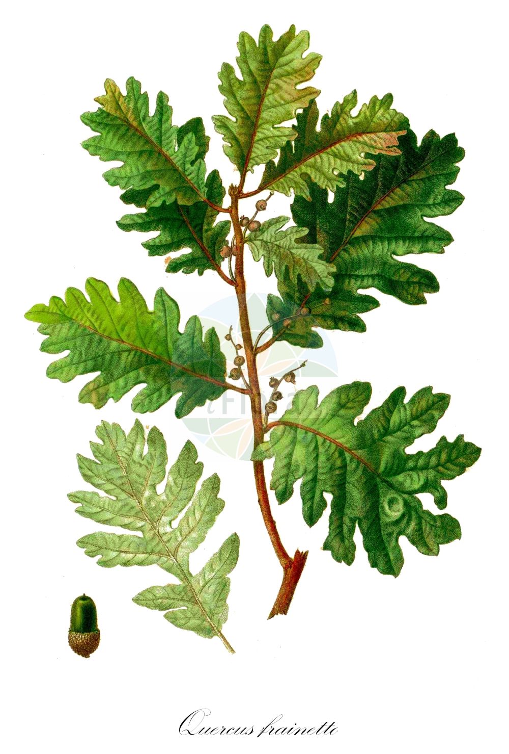 Quercus frainetto - Fagaceae,Plantae,Pteridobiotina,Angiosperms,Fagales,Fagaceae,Quercus,Quercus subgen. Quercus,Quercus sect. Quercus,Quercus frainetto,Quercus byzantina, Quercus conferta, Quercus conferta, Quercus conferta var. racemosa, Quercus dalechampii var. hungarica, Quercus esculiformis, Quercus esculus, Quercus esculus var. velutina, Quercus farnetto, Quercus farnetto subsp. conferta, Quercus farnetto var. conferta, Quercus farnetto var. hungarica, Quercus frainetto f. hubenyana, Quercus frainetto var. conferta, Quercus frainetto var. insularis, Quercus frainetto var. racemosa, Quercus frainetto var. spectabilis, Quercus hungarica, Quercus pannonica, Quercus pyrenaica var. macrophyllos, Quercus sessiliflora f. conferta, Quercus slavonica, Quercus spectabilis, Quercus strigosa, Quercus toza subsp. conferta, Quercus toza subsp. conferta, Quercus toza var. spectabilis,Ungarische Eiche;italian oak;hungarian oak;chêne de Hongrie;quercia farnetto;zachte witbol;Hongaarse eik;дуб Фрайнетто;macar meşesi;dushk;sladun;slatka granica;dąb węgierski;magyar tölgy;dub balkánský;dub uherský;dub balkánsky;благун