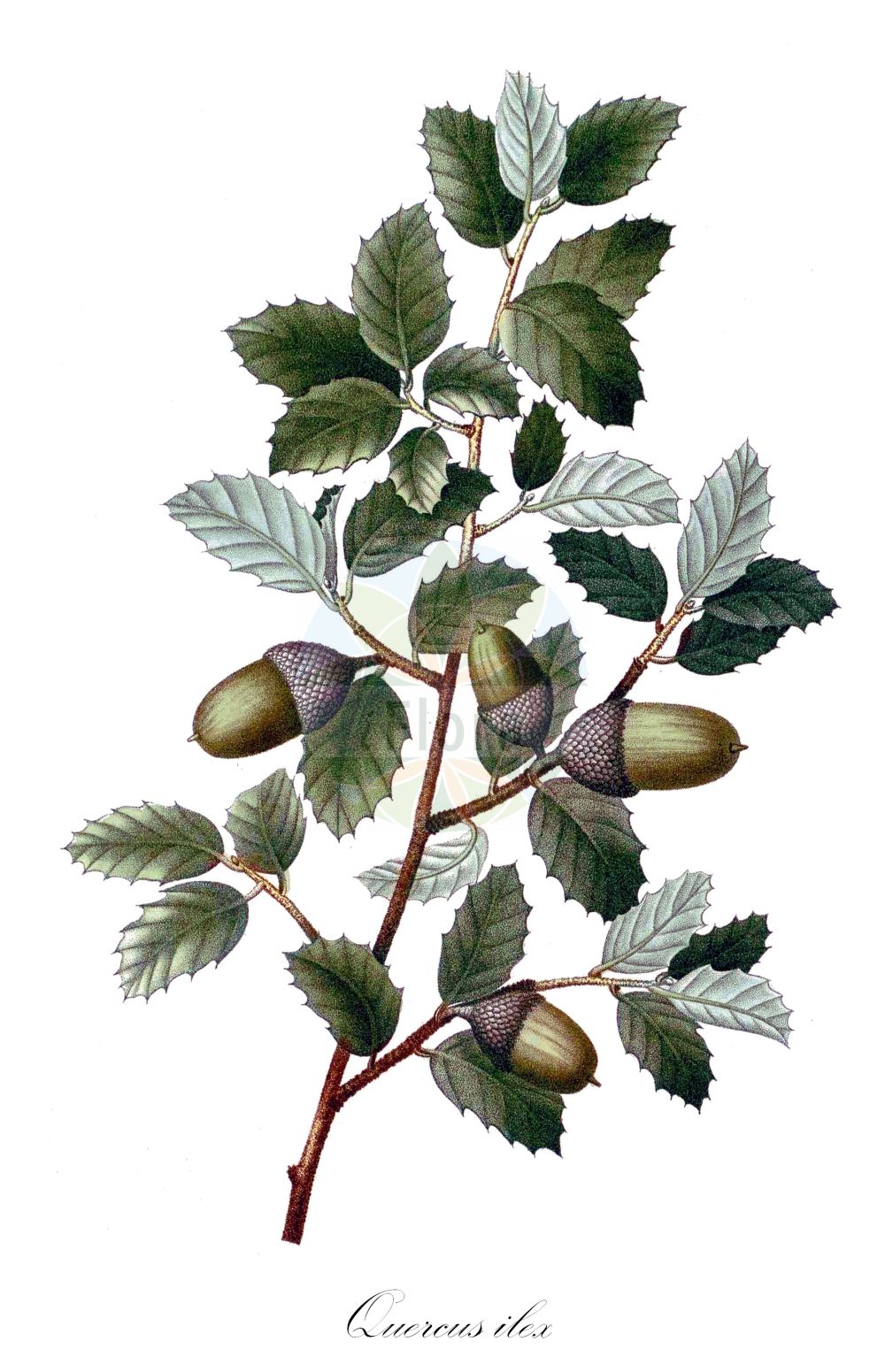 Quercus ilex - Fagaceae,Plantae,Pteridobiotina,Angiosperms,Fagales,Fagaceae,Quercus,Quercus subgen. Cerris,Quercus sect. Ilex,Quercus ilex,Quercus alpina, Quercus ballota var. grandifolia, Quercus ballota var. obovatifolia, Quercus bellota, Quercus castellana, Quercus crispa, Quercus cyclophylla, Quercus expansa, Quercus fagifolia, Quercus fordii, Quercus glauca, Quercus gracilis, Quercus gramuntia, Quercus ilex f. ambigua, Quercus ilex f. microphylla, Quercus ilex f. obesa, Quercus ilex f. stenocarpa, Quercus ilex f. urceolata, Quercus ilex f. vulgaris, Quercus ilex subsp. gracilis, Quercus ilex subsp. montserratensis, Quercus ilex subsp. refugiorum, Quercus ilex var. ambigua, Quercus ilex var. angustifolia, Quercus ilex var. aperta, Quercus ilex var. argentata, Quercus ilex var. brachycalyx, Quercus ilex var. cerasifolia, Quercus ilex var. conocarpa, Quercus ilex var. constricta, Quercus ilex var. cordifolia, Quercus ilex var. crispa, Quercus ilex var. crispata, Quercus ilex var. cylindrocarpa, Quercus ilex var. denudata, Quercus ilex var. depressa, Quercus ilex var. elegans, Quercus ilex var. ellipticifolia, Quercus ilex var. eucalyptoides, Quercus ilex var. expansa, Quercus ilex var. fagifolia, Quercus ilex var. fagifolia, Quercus ilex var. fimbriata, Quercus ilex var. fordii, Quercus ilex var. geminiflora, Quercus ilex var. genabii, Quercus ilex var. genuina, Quercus ilex var. glaucocaesia, Quercus ilex var. gracilis, Quercus ilex var. gramunita, Quercus ilex var. grandifolia, Quercus ilex var. integrifolia, Quercus ilex var. intermedia, Quercus ilex var. lanceolata, Quercus ilex var. latifolia, Quercus ilex var. laurifolia, Quercus ilex var. longifolia, Quercus ilex var. macrocarpa, Quercus ilex var. macrophylla, Quercus ilex var. marcetii, Quercus ilex var. microbalana, Quercus ilex var. microcarpa, Quercus ilex var. mirabilis, Quercus ilex var. myrtifolia, Quercus ilex var. obesa, Quercus ilex var. oblongifolia, Quercus ilex var. obovatifolia, Quercus ilex var. oleifolia, Quercus ilex var. oosperma, Quercus ilex var. operculata, Quercus ilex var. ovatiacutifolia, Quercus ilex var. ovifolia, Quercus ilex var. parvifolia, Quercus ilex var. pisiformis, Quercus ilex var. plicata, Quercus ilex var. polycarpa, Quercus ilex var. reducta, Quercus ilex var. refugiorum, Quercus ilex var. revoluta, Quercus ilex var. revoluta, Quercus ilex var. rhododendrifolia, Quercus ilex var. rostrata, Quercus ilex var. salicifolia, Quercus ilex var. serratifolia, Quercus ilex var. sinuosifolia, Quercus ilex var. smilax, Quercus ilex var. sphaerocarpa, Quercus ilex var. spinifolia, Quercus ilex var. spinulosa, Quercus ilex var. stenocarpa, Quercus ilex var. strangulata, Quercus ilex var. subocculata, Quercus ilex var. subrevoluta, Quercus ilex var. subsphaerocarpa, Quercus ilex var. turbinata, Quercus ilex var. undulata, Quercus ilex var. undulata, Quercus ilex var. urceolata, Quercus ilicifolia, Quercus integrifolia, Quercus laurei, Quercus marcetii, Quercus mixta, Quercus montserratensis, Quercus murbeckii, Quercus oblonga, Quercus pseud-ilex, Quercus rotundifolia f. expansa, Quercus sempervirens, Quercus sinuata, Quercus smilax, Quercus smilax var. fordii, Quercus variifolia,Stein-Eiche;evergreen oak;bastard oak;bear oak;bastard white oak;scrub oak;durand oak;holly oak;holm oak;Chêne vert;Yeuse;chêne à feuilles de houx;chêne à glands doux;chêne de Banister;chêne faux-houx;chêne yeuse;eousé;encina;alsina;carrasca clofolluda;carrasca negra;chaparro;encina de bellotas amargas;Leccio;quercia leccio;elice;elce;zaai-lathyrus;steeneik;azinheira;дуб каменный;pırnal meşe;pırnal meşesi;dushk;alzina;alzina vera;česmina;česvina;črnika;hrast crnika;stenek;steneg;dąb ostrolistny;črničevje;magyaltölgy;dub cesmínovitý;dub cesmínový;stejar de stîncă;dub cezmínový;дуб кам'яний;каменен дъб;ballout lakhdar;kerrouch;αριά;δρυς αρία;artea