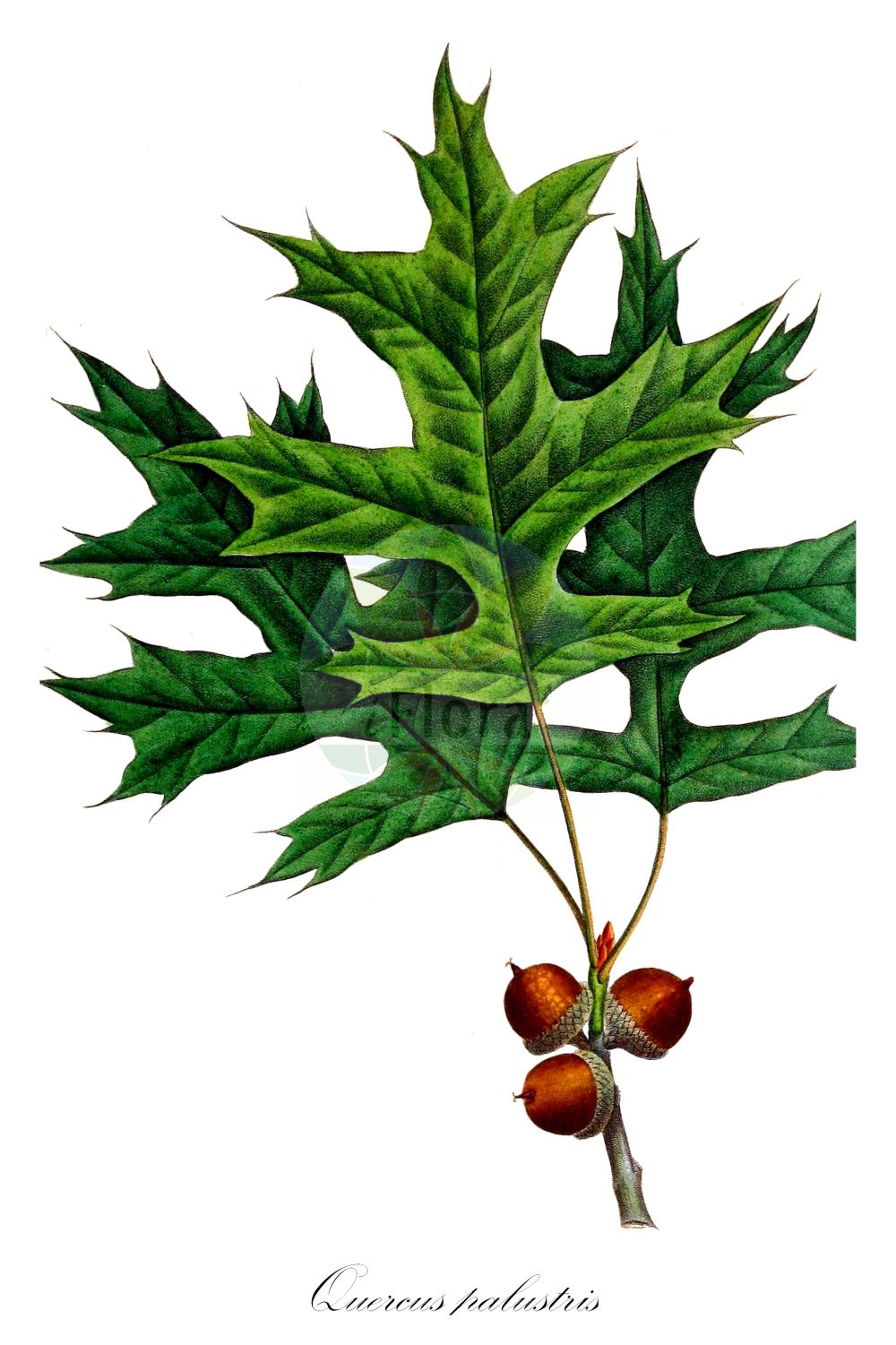 Quercus palustris - Fagaceae,Plantae,Pteridobiotina,Angiosperms,Fagales,Fagaceae,Quercus,Quercus subgen. Quercus,Quercus sect. Lobatae,Quercus palustris,Quercus palustris var. heterophylla, Quercus rubra var. dissecta, Quercus rubra var. palustris,Sumpf-Eiche;pin oak;swamp spanish oak;swamp oak;Chêne des marais;chêne aquatique;chêne à épingles;Quercia delle paludi;quercia delle palludi;zachte duizendknoop;moeraseik;дуб болотный;dąb błotny;amerikai mocsártölgy;dub bažinný;dub močiarny;дуб болотний;zhǎo shēng lì;沼生栎