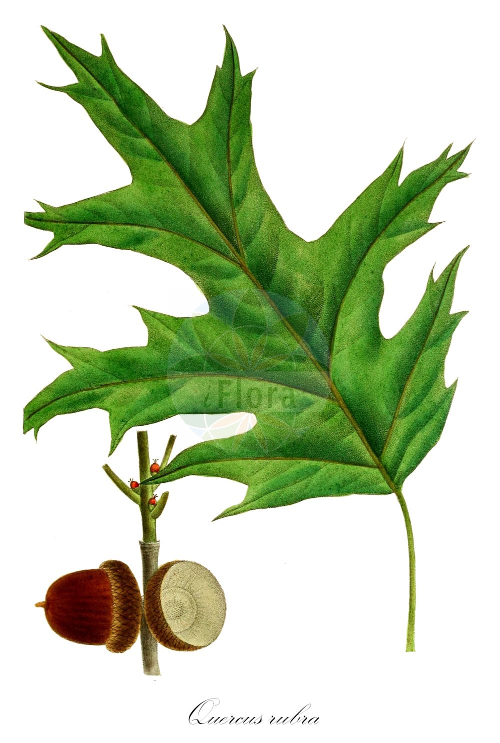 Quercus rubra - Fagaceae,Plantae,Pteridobiotina,Angiosperms,Fagales,Fagaceae,Quercus,Quercus subgen. Quercus,Quercus sect. Lobatae,Quercus rubra,Erythrobalanus rubra, Quercus acerifolia, Quercus ambigua, Quercus angulizans, Quercus borealis, Quercus borealis f. flabellata, Quercus borealis var. flabellata, Quercus borealis var. maxima, Quercus borealis var. maxima, Quercus coccinea var. ambigua, Quercus cuneata, Quercus maxima, Quercus rubra f. cuneata, Quercus rubra f. houbae, Quercus rubra f. juvenilis, Quercus rubra f. obovata, Quercus rubra var. ambigua, Quercus rubra var. borealis, Quercus rubra var. hispanica, Quercus rubra var. latepinnatifida, Quercus rubra var. latifolia, Quercus rubra var. maxima, Quercus rubra var. pendula, Quercus rubra var. ramosissima, Quercus rubra var. rubra, Quercus rubra var. subserrata, Quercus sada,Rot-Eiche;red oak;champion oak;spanish oak;maple-leaf oak;northern red oak;chêne rouge;american red oak;Chêne rouge;chêne rouge d'Amérique;encina;roble americano;roble rojo;Quercia rossa;zachte acanthus;Amerikaanse eik;carvalho-americano;carvalho-vermelho;carvalho-vermelho-americano;дуб красный;dushk;roure americà;rödek;rød eg;dąb czerwony;vörös tölgy;dub červený;dub červený;дуб північний;Американски дъб;червен дъб;rødeik;punatammi