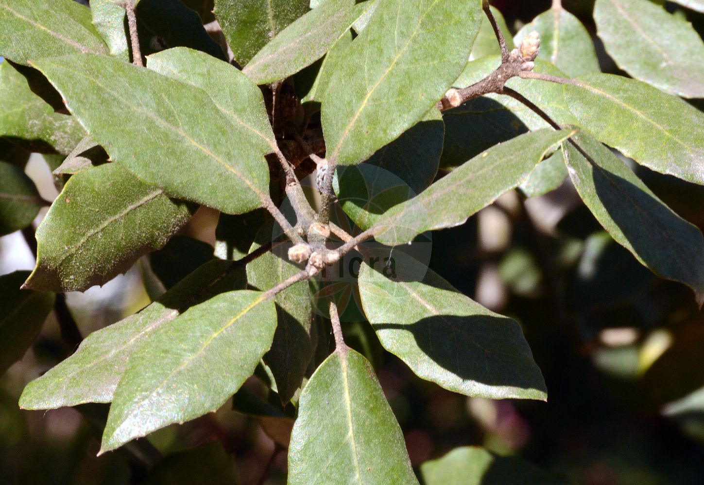 Quercus ilex - Fagaceae,Plantae,Pteridobiotina,Angiosperms,Fagales,Fagaceae,Quercus,Quercus subgen. Cerris,Quercus sect. Ilex,Quercus ilex,Quercus alpina, Quercus ballota var. grandifolia, Quercus ballota var. obovatifolia, Quercus bellota, Quercus castellana, Quercus crispa, Quercus cyclophylla, Quercus expansa, Quercus fagifolia, Quercus fordii, Quercus glauca, Quercus gracilis, Quercus gramuntia, Quercus ilex f. ambigua, Quercus ilex f. microphylla, Quercus ilex f. obesa, Quercus ilex f. stenocarpa, Quercus ilex f. urceolata, Quercus ilex f. vulgaris, Quercus ilex subsp. gracilis, Quercus ilex subsp. montserratensis, Quercus ilex subsp. refugiorum, Quercus ilex var. ambigua, Quercus ilex var. angustifolia, Quercus ilex var. aperta, Quercus ilex var. argentata, Quercus ilex var. brachycalyx, Quercus ilex var. cerasifolia, Quercus ilex var. conocarpa, Quercus ilex var. constricta, Quercus ilex var. cordifolia, Quercus ilex var. crispa, Quercus ilex var. crispata, Quercus ilex var. cylindrocarpa, Quercus ilex var. denudata, Quercus ilex var. depressa, Quercus ilex var. elegans, Quercus ilex var. ellipticifolia, Quercus ilex var. eucalyptoides, Quercus ilex var. expansa, Quercus ilex var. fagifolia, Quercus ilex var. fagifolia, Quercus ilex var. fimbriata, Quercus ilex var. fordii, Quercus ilex var. geminiflora, Quercus ilex var. genabii, Quercus ilex var. genuina, Quercus ilex var. glaucocaesia, Quercus ilex var. gracilis, Quercus ilex var. gramunita, Quercus ilex var. grandifolia, Quercus ilex var. integrifolia, Quercus ilex var. intermedia, Quercus ilex var. lanceolata, Quercus ilex var. latifolia, Quercus ilex var. laurifolia, Quercus ilex var. longifolia, Quercus ilex var. macrocarpa, Quercus ilex var. macrophylla, Quercus ilex var. marcetii, Quercus ilex var. microbalana, Quercus ilex var. microcarpa, Quercus ilex var. mirabilis, Quercus ilex var. myrtifolia, Quercus ilex var. obesa, Quercus ilex var. oblongifolia, Quercus ilex var. obovatifolia, Quercus ilex var. oleifolia, Quercus ilex var. oosperma, Quercus ilex var. operculata, Quercus ilex var. ovatiacutifolia, Quercus ilex var. ovifolia, Quercus ilex var. parvifolia, Quercus ilex var. pisiformis, Quercus ilex var. plicata, Quercus ilex var. polycarpa, Quercus ilex var. reducta, Quercus ilex var. refugiorum, Quercus ilex var. revoluta, Quercus ilex var. revoluta, Quercus ilex var. rhododendrifolia, Quercus ilex var. rostrata, Quercus ilex var. salicifolia, Quercus ilex var. serratifolia, Quercus ilex var. sinuosifolia, Quercus ilex var. smilax, Quercus ilex var. sphaerocarpa, Quercus ilex var. spinifolia, Quercus ilex var. spinulosa, Quercus ilex var. stenocarpa, Quercus ilex var. strangulata, Quercus ilex var. subocculata, Quercus ilex var. subrevoluta, Quercus ilex var. subsphaerocarpa, Quercus ilex var. turbinata, Quercus ilex var. undulata, Quercus ilex var. undulata, Quercus ilex var. urceolata, Quercus ilicifolia, Quercus integrifolia, Quercus laurei, Quercus marcetii, Quercus mixta, Quercus montserratensis, Quercus murbeckii, Quercus oblonga, Quercus pseud-ilex, Quercus rotundifolia f. expansa, Quercus sempervirens, Quercus sinuata, Quercus smilax, Quercus smilax var. fordii, Quercus variifolia,Stein-Eiche;evergreen oak;bastard oak;bear oak;bastard white oak;scrub oak;durand oak;holly oak;holm oak;Chêne vert;Yeuse;chêne à feuilles de houx;chêne à glands doux;chêne de Banister;chêne faux-houx;chêne yeuse;eousé;encina;alsina;carrasca clofolluda;carrasca negra;chaparro;encina de bellotas amargas;Leccio;quercia leccio;elice;elce;zaai-lathyrus;steeneik;azinheira;дуб каменный;pırnal meşe;pırnal meşesi;dushk;alzina;alzina vera;česmina;česvina;črnika;hrast crnika;stenek;steneg;dąb ostrolistny;črničevje;magyaltölgy;dub cesmínovitý;dub cesmínový;stejar de stîncă;dub cezmínový;дуб кам'яний;каменен дъб;ballout lakhdar;kerrouch;αριά;δρυς αρία;artea