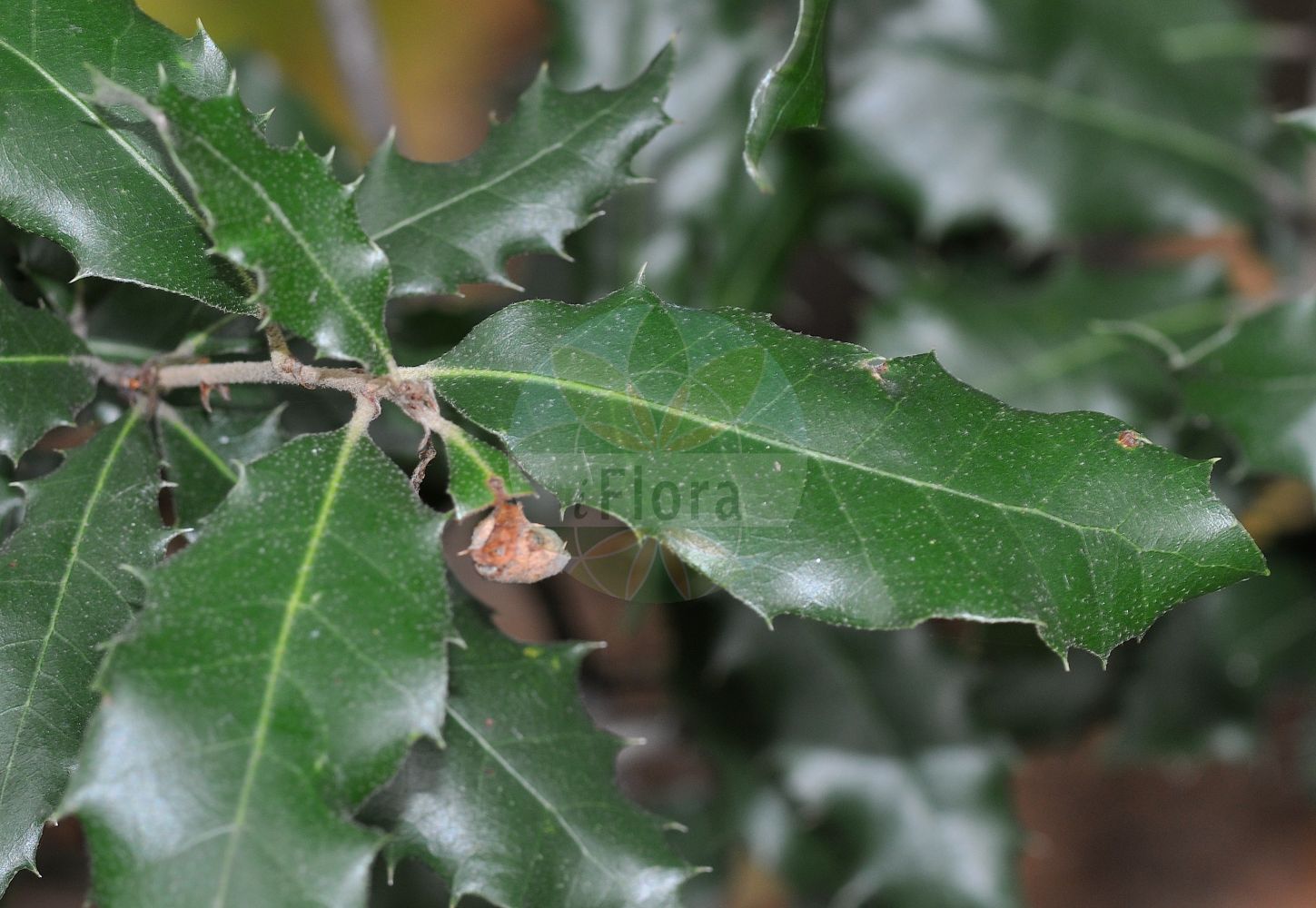 Quercus ilex - Fagaceae,Plantae,Pteridobiotina,Angiosperms,Fagales,Fagaceae,Quercus,Quercus subgen. Cerris,Quercus sect. Ilex,Quercus ilex,Quercus alpina, Quercus ballota var. grandifolia, Quercus ballota var. obovatifolia, Quercus bellota, Quercus castellana, Quercus crispa, Quercus cyclophylla, Quercus expansa, Quercus fagifolia, Quercus fordii, Quercus glauca, Quercus gracilis, Quercus gramuntia, Quercus ilex f. ambigua, Quercus ilex f. microphylla, Quercus ilex f. obesa, Quercus ilex f. stenocarpa, Quercus ilex f. urceolata, Quercus ilex f. vulgaris, Quercus ilex subsp. gracilis, Quercus ilex subsp. montserratensis, Quercus ilex subsp. refugiorum, Quercus ilex var. ambigua, Quercus ilex var. angustifolia, Quercus ilex var. aperta, Quercus ilex var. argentata, Quercus ilex var. brachycalyx, Quercus ilex var. cerasifolia, Quercus ilex var. conocarpa, Quercus ilex var. constricta, Quercus ilex var. cordifolia, Quercus ilex var. crispa, Quercus ilex var. crispata, Quercus ilex var. cylindrocarpa, Quercus ilex var. denudata, Quercus ilex var. depressa, Quercus ilex var. elegans, Quercus ilex var. ellipticifolia, Quercus ilex var. eucalyptoides, Quercus ilex var. expansa, Quercus ilex var. fagifolia, Quercus ilex var. fagifolia, Quercus ilex var. fimbriata, Quercus ilex var. fordii, Quercus ilex var. geminiflora, Quercus ilex var. genabii, Quercus ilex var. genuina, Quercus ilex var. glaucocaesia, Quercus ilex var. gracilis, Quercus ilex var. gramunita, Quercus ilex var. grandifolia, Quercus ilex var. integrifolia, Quercus ilex var. intermedia, Quercus ilex var. lanceolata, Quercus ilex var. latifolia, Quercus ilex var. laurifolia, Quercus ilex var. longifolia, Quercus ilex var. macrocarpa, Quercus ilex var. macrophylla, Quercus ilex var. marcetii, Quercus ilex var. microbalana, Quercus ilex var. microcarpa, Quercus ilex var. mirabilis, Quercus ilex var. myrtifolia, Quercus ilex var. obesa, Quercus ilex var. oblongifolia, Quercus ilex var. obovatifolia, Quercus ilex var. oleifolia, Quercus ilex var. oosperma, Quercus ilex var. operculata, Quercus ilex var. ovatiacutifolia, Quercus ilex var. ovifolia, Quercus ilex var. parvifolia, Quercus ilex var. pisiformis, Quercus ilex var. plicata, Quercus ilex var. polycarpa, Quercus ilex var. reducta, Quercus ilex var. refugiorum, Quercus ilex var. revoluta, Quercus ilex var. revoluta, Quercus ilex var. rhododendrifolia, Quercus ilex var. rostrata, Quercus ilex var. salicifolia, Quercus ilex var. serratifolia, Quercus ilex var. sinuosifolia, Quercus ilex var. smilax, Quercus ilex var. sphaerocarpa, Quercus ilex var. spinifolia, Quercus ilex var. spinulosa, Quercus ilex var. stenocarpa, Quercus ilex var. strangulata, Quercus ilex var. subocculata, Quercus ilex var. subrevoluta, Quercus ilex var. subsphaerocarpa, Quercus ilex var. turbinata, Quercus ilex var. undulata, Quercus ilex var. undulata, Quercus ilex var. urceolata, Quercus ilicifolia, Quercus integrifolia, Quercus laurei, Quercus marcetii, Quercus mixta, Quercus montserratensis, Quercus murbeckii, Quercus oblonga, Quercus pseud-ilex, Quercus rotundifolia f. expansa, Quercus sempervirens, Quercus sinuata, Quercus smilax, Quercus smilax var. fordii, Quercus variifolia,Stein-Eiche;evergreen oak;bastard oak;bear oak;bastard white oak;scrub oak;durand oak;holly oak;holm oak;Chêne vert;Yeuse;chêne à feuilles de houx;chêne à glands doux;chêne de Banister;chêne faux-houx;chêne yeuse;eousé;encina;alsina;carrasca clofolluda;carrasca negra;chaparro;encina de bellotas amargas;Leccio;quercia leccio;elice;elce;zaai-lathyrus;steeneik;azinheira;дуб каменный;pırnal meşe;pırnal meşesi;dushk;alzina;alzina vera;česmina;česvina;črnika;hrast crnika;stenek;steneg;dąb ostrolistny;črničevje;magyaltölgy;dub cesmínovitý;dub cesmínový;stejar de stîncă;dub cezmínový;дуб кам'яний;каменен дъб;ballout lakhdar;kerrouch;αριά;δρυς αρία;artea