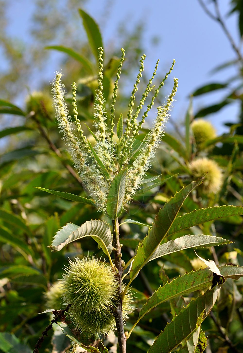 Castanea sativa - Fagaceae,Plantae,Pteridobiotina,Angiosperms,Fagales,Fagaceae,Castanea,Castanea sativa,Castanea castanea, Castanea prolifera, Castanea sativa f. discolor, Castanea sativa var. hamulata, Castanea sativa var. microcarpa, Castanea sativa var. prolifera, Castanea sativa var. spicata, Castanea vesca, Castanea vulgaris, Fagus castanea, Fagus castanea var. variegata, Fagus procera