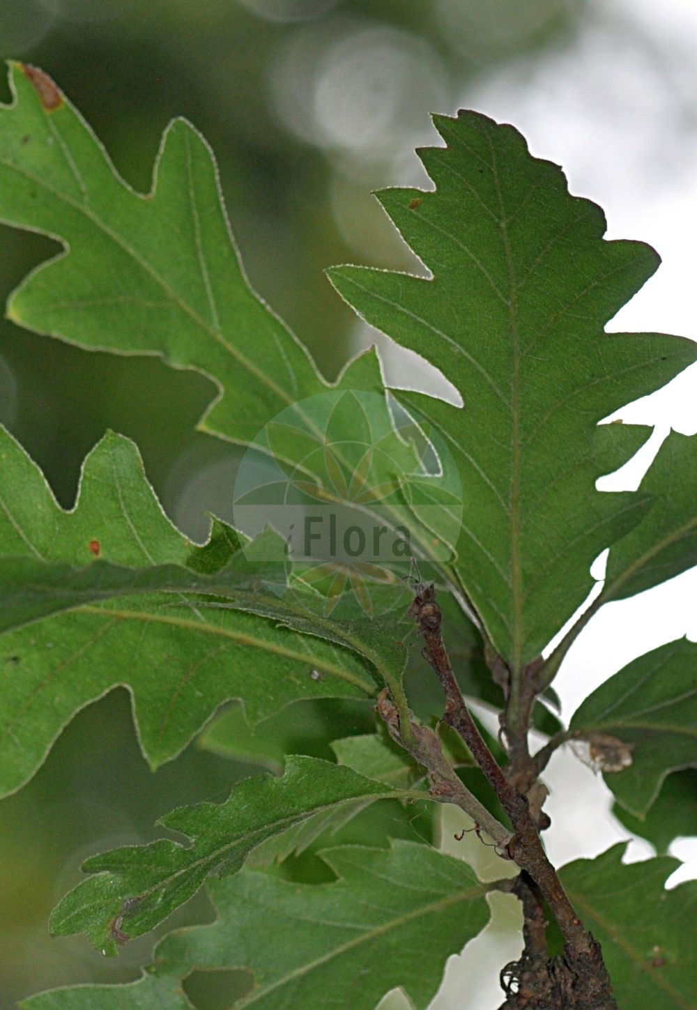Quercus cerris - Fagaceae,Plantae,Pteridobiotina,Angiosperms,Fagales,Fagaceae,Quercus,Quercus subgen. Cerris,Quercus sect. Cerris,Quercus cerris,Cerris australis, Cerris austriaca, Cerris crinita, Cerris paliphleos, Quercus aegilops, Quercus ambrozyana, Quercus aspleniifolia, Quercus austriaca, Quercus cana, Quercus cerris f. balatae, Quercus cerris f. basi-cuneata, Quercus cerris f. cyclloloba, Quercus cerris f. laciniato-lyrata, Quercus cerris f. lancifolia, Quercus cerris f. leviterlobata, Quercus cerris f. macrophylla, Quercus cerris f. pendula, Quercus cerris f. roborilobata, Quercus cerris f. sinuato-lobata, Quercus cerris f. verae-csapodyae, Quercus cerris subsp. acuto-bipinnata, Quercus cerris subsp. austriaca, Quercus cerris subsp. austriaca, Quercus cerris subsp. tournefortii, Quercus cerris var. austriaca, Quercus cerris var. bipinnatifida, Quercus cerris var. bithynica, Quercus cerris var. caramanica, Quercus cerris var. haliphlaeos, Quercus cerris var. longimucronata, Quercus cerris var. pendula, Quercus cerris var. pseudocerris, Quercus cerris var. sinuata, Quercus cerris var. tournefortii, Quercus crinita, Quercus crispa, Quercus echinata, Quercus frondosa, Quercus frondosa, Quercus haliphlaeos, Quercus heterophylla, Quercus lanuginosa, Quercus nicotrae, Quercus pseudocerris, Quercus ragnal, Quercus raynal, Quercus recurvisquamosa, Quercus secondatii, Quercus thracica, Quercus tournefortii, Quercus tukhtensis, Quercus variegata,Zerr-Eiche;turkey oak;european turkey oak;Chêne chevelu;chêne hybride de Bartram;chêne denté;chêne de Bourgogne;chêne lombard;cerre;doucier;chêne daimyo;marojo;rebollo;roble turco;Quercia cerro;cerro;quercia dentata;quercia di Bartram;moseik;carvalho-da-turquia;дуб зубчатый;дуб обратнояйцевидный;дуб турецкий;saçlı meşe;dushk;roure cerris;cer;hrast cer;turkisk ek;frynse-eg;Tyrkisk eg;dąb burgundzki;kashiwa;カシワ;cer;cser;cer;dub cer;cer;dub cer;dub cerový;дуб австрійський;цер;frynse-eik;turkintammi;allon shasua;אַלּוֹן שָׁסוּעַ;δρυς κηρρίς;hu shu;柞栎