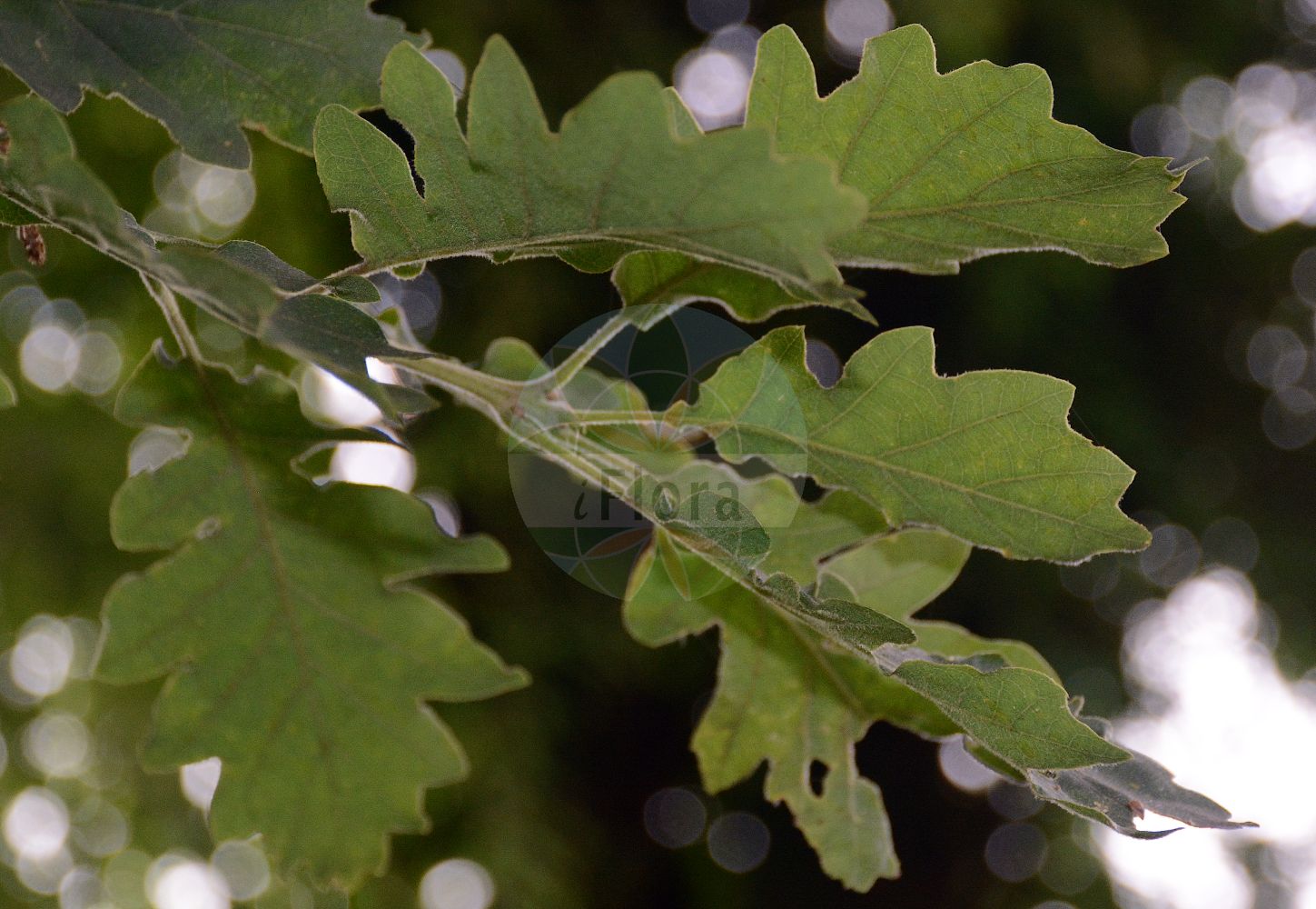 Quercus pubescens - Fagaceae,Plantae,Pteridobiotina,Angiosperms,Fagales,Fagaceae,Quercus,Quercus subgen. Quercus,Quercus sect. Quercus,Quercus pubescens,Quercus adjecta, Quercus admixta, Quercus aegilops var. pendula, Quercus alba var. pubescens, Quercus ambigua, Quercus amblyodes, Quercus amplissima, Quercus ampulleana, Quercus annexa, Quercus anxiosa, Quercus appenina subsp. amplifolia, Quercus authemanii, Quercus bertolonii, Quercus brachyphylloides, Quercus brandisii, Quercus brevipedunculata var. pubescens, Quercus brutiorum, Quercus buccarana, Quercus calabrica, Quercus calcarea, Quercus catalaunica, Quercus cerris, Quercus chaberti, Quercus chymodon, Quercus cistetorum, Quercus conobalana, Quercus crassiuscula, Quercus crenifolia, Quercus croatica, Quercus dalechampii var. parvifolia, Quercus dalmatica, Quercus dalmatica f. biokovensis, Quercus dalmatica f. fratris-marci, Quercus dalmatica f. fratris-zorani, Quercus dalmatica f. parathalassias, Quercus dalmatica subsp. biokovensis, Quercus dalmatica subsp. parathalassias, Quercus dalmatica var. biokovensis, Quercus dalmatica var. fratris-marci, Quercus dalmatica var. fratris-zorani, Quercus densifolia, Quercus derelicta, Quercus desiderabillis, Quercus dimidiens, Quercus diversifrons, Quercus drumensis, Quercus elegantula, Quercus erythrochlamys, Quercus erythrolepis, Quercus faginea, Quercus fallax, Quercus glareosa, Quercus grandis, Quercus halophila, Quercus heterophylla, Quercus indifferens, Quercus inops, Quercus interruptella, Quercus isodes, Quercus jucunda, Quercus kovatsiana, Quercus lanuginosa, Quercus lanuginosa f. microphylla, Quercus lanuginosa f. pichleri, Quercus lanuginosa subsp. brachyphylla, Quercus lanuginosa subsp. brachyphylla, Quercus lanuginosa var. amplifolia, Quercus lanuginosa var. asperata, Quercus lanuginosa var. bacunensis, Quercus lanuginosa var. brachycarpa, Quercus lanuginosa var. brachyphylla, Quercus lanuginosa var. brandisii, Quercus lanuginosa var. brevicalyx, Quercus lanuginosa var. budayana, Quercus lanuginosa var. conglomerata, Quercus lanuginosa var. croatica, Quercus lanuginosa var. cupaniana, Quercus lanuginosa var. dissecta, Quercus lanuginosa var. erythrolepis, Quercus lanuginosa var. faginea, Quercus lanuginosa var. globulosa, Quercus lanuginosa var. glomerata, Quercus lanuginosa var. gussonei, Quercus lanuginosa var. heterophylla, Quercus lanuginosa var. lacera, Quercus lanuginosa var. lacinifolia, Quercus lanuginosa var. laciniosa, Quercus lanuginosa var. laciniosa, Quercus lanuginosa var. lamarckiana, Quercus lanuginosa var. macrocarpa, Quercus lanuginosa var. macrolepis, Quercus lanuginosa var. microbalanos, Quercus lanuginosa var. microcarpa, Quercus lanuginosa var. microlepis, Quercus lanuginosa var. montana, Quercus lanuginosa var. oblongata, Quercus lanuginosa var. oxycarpa, Quercus lanuginosa var. oxycarpa, Quercus lanuginosa var. parviglandis, Quercus lanuginosa var. pendula, Quercus lanuginosa var. polycarpa, Quercus lanuginosa var. provincialis, Quercus lanuginosa var. pusilla, Quercus lanuginosa var. rostrata, Quercus lanuginosa var. rufa, Quercus lanuginosa var. sectifolia, Quercus lanuginosa var. spicata, Quercus lanuginosa var. stenolepis, Quercus lanuginosa var. stenophylla, Quercus lanuginosa var. suberoides, Quercus lanuginosa var. subspicata, Quercus lanuginosa var. sulcata, Quercus lanuginosa var. tenorei, Quercus lanuginosa var. tortulosa, Quercus lanuginosa var. undulata, Quercus lanuginosa var. virgiliana, Quercus leucoclada, Quercus ligustica, Quercus litiginosa, Quercus litorea, Quercus macrobalana, Quercus magistri, Quercus maritima, Quercus mediterranea, Quercus megalobos, Quercus megas, Quercus memorabilis, Quercus meridionalis, Quercus messanensis, Quercus microlepis, Quercus minor, Quercus moravica, Quercus nebulosa, Quercus nitidula, Quercus oblongata, Quercus obtenta, Quercus obtusissima, Quercus obtusiuscula, Quercus oxybalanos, Quercus oxycarpa, Quercus paillotii, Quercus partita, Quercus paucicrenata, Quercus pedunculata var. dulcis, Quercus phthiotica, Quercus pichleri, Quercus pinnatifida var. dissecta, Quercus pinnatifida var. parviglandis, Quercus platychlamys, Quercus polyloba, Quercus provincialis, Quercus pseudoaegilops, Quercus pseudoaegilopsis var. pendula, Quercus pubescens f. brandisii, Quercus pubescens f. rostrata, Quercus pubescens f. schulzei, Quercus pubescens subsp. lanuginosa, Quercus pubescens subsp. undulata, Quercus pubescens var. erythrolepis, Quercus pubescens var. globulosa, Quercus pubescens var. glomerata, Quercus pubescens var. incisa, Quercus pubescens var. intermedia, Quercus pubescens var. lacera, Quercus pubescens var. oxycarpa, Quercus pubescens var. pendula, Quercus pubescens var. tortulosa, Quercus pulchella, Quercus pungens, Quercus quadrans, Quercus quaesita, Quercus recondita, Quercus redux, Quercus robur var. brachycarpa, Quercus robur var. brachyphylla, Quercus robur var. glomerata, Quercus robur var. intermedia, Quercus robur var. lanuginosa, Quercus robur var. macrolepis, Quercus robur var. pinnatifida, Quercus robur var. pubescens, Quercus robur var. sicula, Quercus robur var. tenorei, Quercus robur var. virgiliana, Quercus romanica, Quercus sancta, Quercus sauteri, Quercus schulzei, Quercus serbica, Quercus sessiliflora f. acutiloba, Quercus sessiliflora subsp. lanuginosa, Quercus sessiliflora subsp. virgiliana, Quercus sessiliflora var. ambigua, Quercus sessiliflora var. brachyphylla, Quercus sessiliflora var. cupaniana, Quercus sessiliflora var. laciniosa, Quercus sessiliflora var. montana, Quercus sessiliflora var. oblongata, Quercus sessiliflora var. oxyacanthifollia, Quercus sessiliflora var. pubescens, Quercus sessiliflora var. suberoides, Quercus sessilis var. barbulata, Quercus sicula, Quercus slavica, Quercus stenocarpa, Quercus stenodes, Quercus stenolepis, Quercus streimii var. pachytricha, Quercus subgrisea, Quercus susedana, Quercus taurinensis, Quercus tauscheri, Quercus tenorei, Quercus tenuis, Quercus terminaloides, Quercus todaroi, Quercus tommasini, Quercus tomoclada, Quercus torulosa, Quercus torulosa var. granulata, Quercus tremens, Quercus trinacria, Quercus tyrolensis, Quercus uberta, Quercus undulata, Quercus undulatidens, Quercus valida, Quercus vallisclausae, Quercus vergens, Quercus vernixia, Quercus vinealis, Quercus virgiliana f. typica, Quercus virgiliana var. tenorei,Flaum-Eiche;Echte Flaum-Eiche;downy oak;durnest;pubescent oak;truffle oak;white oak;Chêne pubescent;chêne blanc;chêne noir;chêne truffier;roble blanco;roble pubescente;Quercia pubescente;Roverella;quercia lanuginosa;zachte hennepnetel;behaarde eik;donzige eik;дуб пушистый;tüylü meşe;dushk;roure martinenc;hrast medunac;dąb omszony;puhasti hrast;molyhos tölgy;dub pýřitý;šipák;stejar pufos;tufan;dub plstnatý;дуб пухнастий;космат дъб;δρυς χνοώδης;ametz ilaunduna;ametz ilaunduna