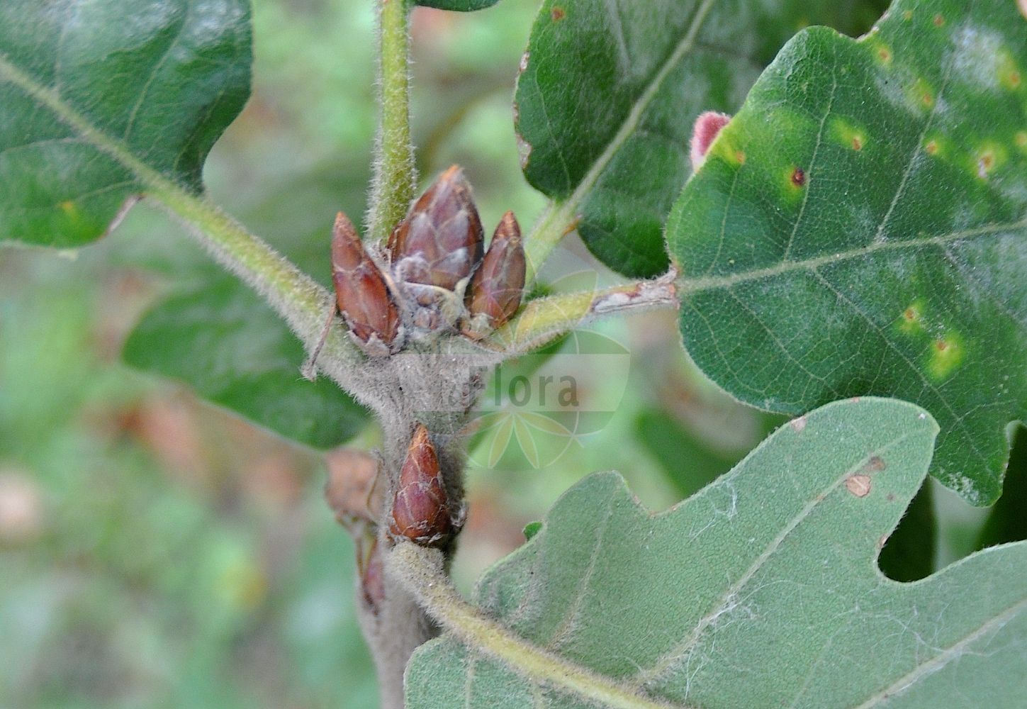 Quercus pubescens - Fagaceae,Plantae,Pteridobiotina,Angiosperms,Fagales,Fagaceae,Quercus,Quercus subgen. Quercus,Quercus sect. Quercus,Quercus pubescens,Quercus adjecta, Quercus admixta, Quercus aegilops var. pendula, Quercus alba var. pubescens, Quercus ambigua, Quercus amblyodes, Quercus amplissima, Quercus ampulleana, Quercus annexa, Quercus anxiosa, Quercus appenina subsp. amplifolia, Quercus authemanii, Quercus bertolonii, Quercus brachyphylloides, Quercus brandisii, Quercus brevipedunculata var. pubescens, Quercus brutiorum, Quercus buccarana, Quercus calabrica, Quercus calcarea, Quercus catalaunica, Quercus cerris, Quercus chaberti, Quercus chymodon, Quercus cistetorum, Quercus conobalana, Quercus crassiuscula, Quercus crenifolia, Quercus croatica, Quercus dalechampii var. parvifolia, Quercus dalmatica, Quercus dalmatica f. biokovensis, Quercus dalmatica f. fratris-marci, Quercus dalmatica f. fratris-zorani, Quercus dalmatica f. parathalassias, Quercus dalmatica subsp. biokovensis, Quercus dalmatica subsp. parathalassias, Quercus dalmatica var. biokovensis, Quercus dalmatica var. fratris-marci, Quercus dalmatica var. fratris-zorani, Quercus densifolia, Quercus derelicta, Quercus desiderabillis, Quercus dimidiens, Quercus diversifrons, Quercus drumensis, Quercus elegantula, Quercus erythrochlamys, Quercus erythrolepis, Quercus faginea, Quercus fallax, Quercus glareosa, Quercus grandis, Quercus halophila, Quercus heterophylla, Quercus indifferens, Quercus inops, Quercus interruptella, Quercus isodes, Quercus jucunda, Quercus kovatsiana, Quercus lanuginosa, Quercus lanuginosa f. microphylla, Quercus lanuginosa f. pichleri, Quercus lanuginosa subsp. brachyphylla, Quercus lanuginosa subsp. brachyphylla, Quercus lanuginosa var. amplifolia, Quercus lanuginosa var. asperata, Quercus lanuginosa var. bacunensis, Quercus lanuginosa var. brachycarpa, Quercus lanuginosa var. brachyphylla, Quercus lanuginosa var. brandisii, Quercus lanuginosa var. brevicalyx, Quercus lanuginosa var. budayana, Quercus lanuginosa var. conglomerata, Quercus lanuginosa var. croatica, Quercus lanuginosa var. cupaniana, Quercus lanuginosa var. dissecta, Quercus lanuginosa var. erythrolepis, Quercus lanuginosa var. faginea, Quercus lanuginosa var. globulosa, Quercus lanuginosa var. glomerata, Quercus lanuginosa var. gussonei, Quercus lanuginosa var. heterophylla, Quercus lanuginosa var. lacera, Quercus lanuginosa var. lacinifolia, Quercus lanuginosa var. laciniosa, Quercus lanuginosa var. laciniosa, Quercus lanuginosa var. lamarckiana, Quercus lanuginosa var. macrocarpa, Quercus lanuginosa var. macrolepis, Quercus lanuginosa var. microbalanos, Quercus lanuginosa var. microcarpa, Quercus lanuginosa var. microlepis, Quercus lanuginosa var. montana, Quercus lanuginosa var. oblongata, Quercus lanuginosa var. oxycarpa, Quercus lanuginosa var. oxycarpa, Quercus lanuginosa var. parviglandis, Quercus lanuginosa var. pendula, Quercus lanuginosa var. polycarpa, Quercus lanuginosa var. provincialis, Quercus lanuginosa var. pusilla, Quercus lanuginosa var. rostrata, Quercus lanuginosa var. rufa, Quercus lanuginosa var. sectifolia, Quercus lanuginosa var. spicata, Quercus lanuginosa var. stenolepis, Quercus lanuginosa var. stenophylla, Quercus lanuginosa var. suberoides, Quercus lanuginosa var. subspicata, Quercus lanuginosa var. sulcata, Quercus lanuginosa var. tenorei, Quercus lanuginosa var. tortulosa, Quercus lanuginosa var. undulata, Quercus lanuginosa var. virgiliana, Quercus leucoclada, Quercus ligustica, Quercus litiginosa, Quercus litorea, Quercus macrobalana, Quercus magistri, Quercus maritima, Quercus mediterranea, Quercus megalobos, Quercus megas, Quercus memorabilis, Quercus meridionalis, Quercus messanensis, Quercus microlepis, Quercus minor, Quercus moravica, Quercus nebulosa, Quercus nitidula, Quercus oblongata, Quercus obtenta, Quercus obtusissima, Quercus obtusiuscula, Quercus oxybalanos, Quercus oxycarpa, Quercus paillotii, Quercus partita, Quercus paucicrenata, Quercus pedunculata var. dulcis, Quercus phthiotica, Quercus pichleri, Quercus pinnatifida var. dissecta, Quercus pinnatifida var. parviglandis, Quercus platychlamys, Quercus polyloba, Quercus provincialis, Quercus pseudoaegilops, Quercus pseudoaegilopsis var. pendula, Quercus pubescens f. brandisii, Quercus pubescens f. rostrata, Quercus pubescens f. schulzei, Quercus pubescens subsp. lanuginosa, Quercus pubescens subsp. undulata, Quercus pubescens var. erythrolepis, Quercus pubescens var. globulosa, Quercus pubescens var. glomerata, Quercus pubescens var. incisa, Quercus pubescens var. intermedia, Quercus pubescens var. lacera, Quercus pubescens var. oxycarpa, Quercus pubescens var. pendula, Quercus pubescens var. tortulosa, Quercus pulchella, Quercus pungens, Quercus quadrans, Quercus quaesita, Quercus recondita, Quercus redux, Quercus robur var. brachycarpa, Quercus robur var. brachyphylla, Quercus robur var. glomerata, Quercus robur var. intermedia, Quercus robur var. lanuginosa, Quercus robur var. macrolepis, Quercus robur var. pinnatifida, Quercus robur var. pubescens, Quercus robur var. sicula, Quercus robur var. tenorei, Quercus robur var. virgiliana, Quercus romanica, Quercus sancta, Quercus sauteri, Quercus schulzei, Quercus serbica, Quercus sessiliflora f. acutiloba, Quercus sessiliflora subsp. lanuginosa, Quercus sessiliflora subsp. virgiliana, Quercus sessiliflora var. ambigua, Quercus sessiliflora var. brachyphylla, Quercus sessiliflora var. cupaniana, Quercus sessiliflora var. laciniosa, Quercus sessiliflora var. montana, Quercus sessiliflora var. oblongata, Quercus sessiliflora var. oxyacanthifollia, Quercus sessiliflora var. pubescens, Quercus sessiliflora var. suberoides, Quercus sessilis var. barbulata, Quercus sicula, Quercus slavica, Quercus stenocarpa, Quercus stenodes, Quercus stenolepis, Quercus streimii var. pachytricha, Quercus subgrisea, Quercus susedana, Quercus taurinensis, Quercus tauscheri, Quercus tenorei, Quercus tenuis, Quercus terminaloides, Quercus todaroi, Quercus tommasini, Quercus tomoclada, Quercus torulosa, Quercus torulosa var. granulata, Quercus tremens, Quercus trinacria, Quercus tyrolensis, Quercus uberta, Quercus undulata, Quercus undulatidens, Quercus valida, Quercus vallisclausae, Quercus vergens, Quercus vernixia, Quercus vinealis, Quercus virgiliana f. typica, Quercus virgiliana var. tenorei,Flaum-Eiche;Echte Flaum-Eiche;downy oak;durnest;pubescent oak;truffle oak;white oak;Chêne pubescent;chêne blanc;chêne noir;chêne truffier;roble blanco;roble pubescente;Quercia pubescente;Roverella;quercia lanuginosa;zachte hennepnetel;behaarde eik;donzige eik;дуб пушистый;tüylü meşe;dushk;roure martinenc;hrast medunac;dąb omszony;puhasti hrast;molyhos tölgy;dub pýřitý;šipák;stejar pufos;tufan;dub plstnatý;дуб пухнастий;космат дъб;δρυς χνοώδης;ametz ilaunduna;ametz ilaunduna