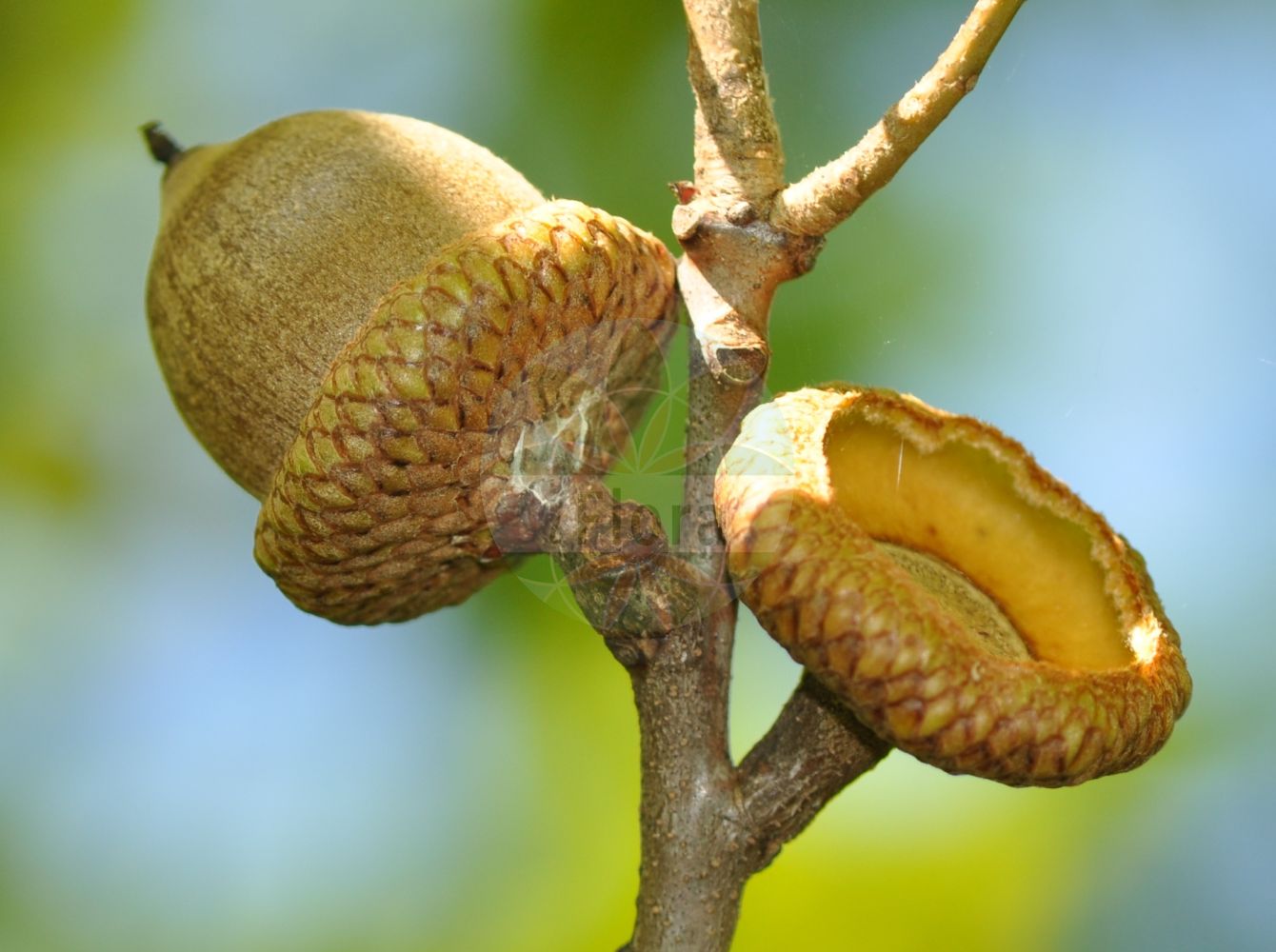 Quercus rubra - Fagaceae,Plantae,Pteridobiotina,Angiosperms,Fagales,Fagaceae,Quercus,Quercus subgen. Quercus,Quercus sect. Lobatae,Quercus rubra,Erythrobalanus rubra, Quercus acerifolia, Quercus ambigua, Quercus angulizans, Quercus borealis, Quercus borealis f. flabellata, Quercus borealis var. flabellata, Quercus borealis var. maxima, Quercus borealis var. maxima, Quercus coccinea var. ambigua, Quercus cuneata, Quercus maxima, Quercus rubra f. cuneata, Quercus rubra f. houbae, Quercus rubra f. juvenilis, Quercus rubra f. obovata, Quercus rubra var. ambigua, Quercus rubra var. borealis, Quercus rubra var. hispanica, Quercus rubra var. latepinnatifida, Quercus rubra var. latifolia, Quercus rubra var. maxima, Quercus rubra var. pendula, Quercus rubra var. ramosissima, Quercus rubra var. rubra, Quercus rubra var. subserrata, Quercus sada,Rot-Eiche;red oak;champion oak;spanish oak;maple-leaf oak;northern red oak;chêne rouge;american red oak;Chêne rouge;chêne rouge d'Amérique;encina;roble americano;roble rojo;Quercia rossa;zachte acanthus;Amerikaanse eik;carvalho-americano;carvalho-vermelho;carvalho-vermelho-americano;дуб красный;dushk;roure americà;rödek;rød eg;dąb czerwony;vörös tölgy;dub červený;dub červený;дуб північний;Американски дъб;червен дъб;rødeik;punatammi