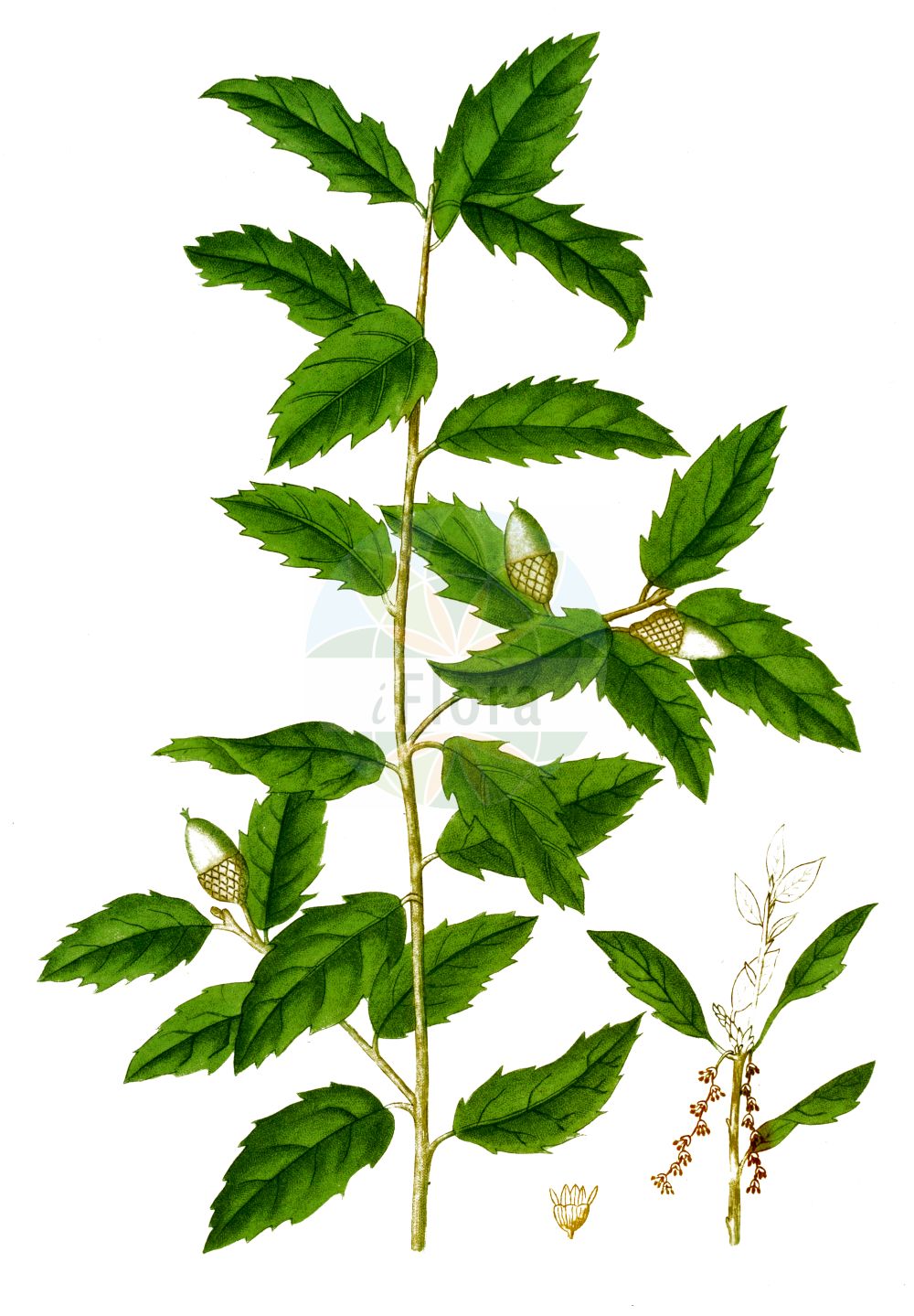 Quercus ilex - Fagaceae,Plantae,Pteridobiotina,Angiosperms,Fagales,Fagaceae,Quercus,Quercus subgen. Cerris,Quercus sect. Ilex,Quercus ilex,Quercus alpina, Quercus ballota var. grandifolia, Quercus ballota var. obovatifolia, Quercus bellota, Quercus castellana, Quercus crispa, Quercus cyclophylla, Quercus expansa, Quercus fagifolia, Quercus fordii, Quercus glauca, Quercus gracilis, Quercus gramuntia, Quercus ilex f. ambigua, Quercus ilex f. microphylla, Quercus ilex f. obesa, Quercus ilex f. stenocarpa, Quercus ilex f. urceolata, Quercus ilex f. vulgaris, Quercus ilex subsp. gracilis, Quercus ilex subsp. montserratensis, Quercus ilex subsp. refugiorum, Quercus ilex var. ambigua, Quercus ilex var. angustifolia, Quercus ilex var. aperta, Quercus ilex var. argentata, Quercus ilex var. brachycalyx, Quercus ilex var. cerasifolia, Quercus ilex var. conocarpa, Quercus ilex var. constricta, Quercus ilex var. cordifolia, Quercus ilex var. crispa, Quercus ilex var. crispata, Quercus ilex var. cylindrocarpa, Quercus ilex var. denudata, Quercus ilex var. depressa, Quercus ilex var. elegans, Quercus ilex var. ellipticifolia, Quercus ilex var. eucalyptoides, Quercus ilex var. expansa, Quercus ilex var. fagifolia, Quercus ilex var. fagifolia, Quercus ilex var. fimbriata, Quercus ilex var. fordii, Quercus ilex var. geminiflora, Quercus ilex var. genabii, Quercus ilex var. genuina, Quercus ilex var. glaucocaesia, Quercus ilex var. gracilis, Quercus ilex var. gramunita, Quercus ilex var. grandifolia, Quercus ilex var. integrifolia, Quercus ilex var. intermedia, Quercus ilex var. lanceolata, Quercus ilex var. latifolia, Quercus ilex var. laurifolia, Quercus ilex var. longifolia, Quercus ilex var. macrocarpa, Quercus ilex var. macrophylla, Quercus ilex var. marcetii, Quercus ilex var. microbalana, Quercus ilex var. microcarpa, Quercus ilex var. mirabilis, Quercus ilex var. myrtifolia, Quercus ilex var. obesa, Quercus ilex var. oblongifolia, Quercus ilex var. obovatifolia, Quercus ilex var. oleifolia, Quercus ilex var. oosperma, Quercus ilex var. operculata, Quercus ilex var. ovatiacutifolia, Quercus ilex var. ovifolia, Quercus ilex var. parvifolia, Quercus ilex var. pisiformis, Quercus ilex var. plicata, Quercus ilex var. polycarpa, Quercus ilex var. reducta, Quercus ilex var. refugiorum, Quercus ilex var. revoluta, Quercus ilex var. revoluta, Quercus ilex var. rhododendrifolia, Quercus ilex var. rostrata, Quercus ilex var. salicifolia, Quercus ilex var. serratifolia, Quercus ilex var. sinuosifolia, Quercus ilex var. smilax, Quercus ilex var. sphaerocarpa, Quercus ilex var. spinifolia, Quercus ilex var. spinulosa, Quercus ilex var. stenocarpa, Quercus ilex var. strangulata, Quercus ilex var. subocculata, Quercus ilex var. subrevoluta, Quercus ilex var. subsphaerocarpa, Quercus ilex var. turbinata, Quercus ilex var. undulata, Quercus ilex var. undulata, Quercus ilex var. urceolata, Quercus ilicifolia, Quercus integrifolia, Quercus laurei, Quercus marcetii, Quercus mixta, Quercus montserratensis, Quercus murbeckii, Quercus oblonga, Quercus pseud-ilex, Quercus rotundifolia f. expansa, Quercus sempervirens, Quercus sinuata, Quercus smilax, Quercus smilax var. fordii, Quercus variifolia,Stein-Eiche;evergreen oak;bastard oak;bear oak;bastard white oak;scrub oak;durand oak;holly oak;holm oak;Chêne vert;Yeuse;chêne à feuilles de houx;chêne à glands doux;chêne de Banister;chêne faux-houx;chêne yeuse;eousé;encina;alsina;carrasca clofolluda;carrasca negra;chaparro;encina de bellotas amargas;Leccio;quercia leccio;elice;elce;zaai-lathyrus;steeneik;azinheira;дуб каменный;pırnal meşe;pırnal meşesi;dushk;alzina;alzina vera;česmina;česvina;črnika;hrast crnika;stenek;steneg;dąb ostrolistny;črničevje;magyaltölgy;dub cesmínovitý;dub cesmínový;stejar de stîncă;dub cezmínový;дуб кам'яний;каменен дъб;ballout lakhdar;kerrouch;αριά;δρυς αρία;artea