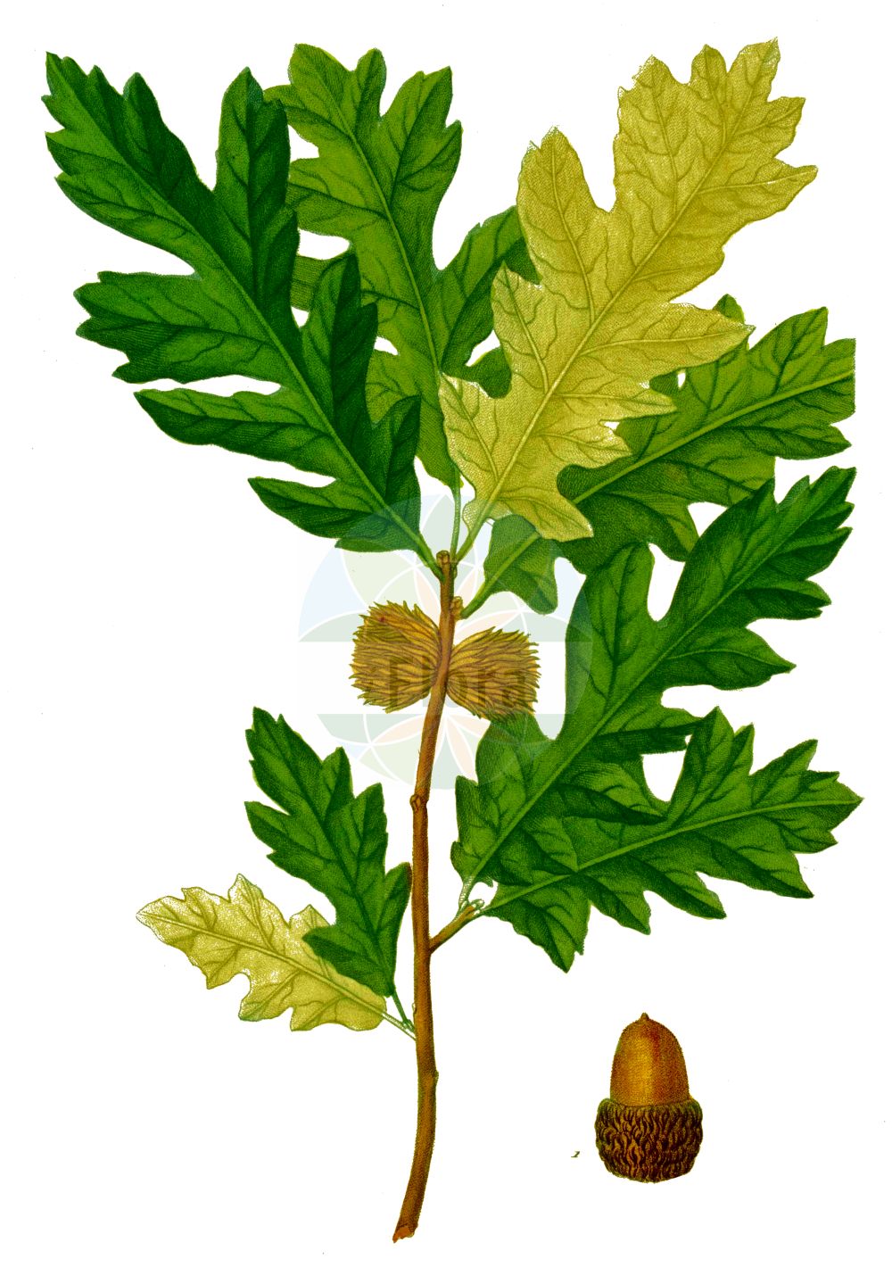 Quercus cerris - Fagaceae,Plantae,Pteridobiotina,Angiosperms,Fagales,Fagaceae,Quercus,Quercus subgen. Cerris,Quercus sect. Cerris,Quercus cerris,Cerris australis, Cerris austriaca, Cerris crinita, Cerris paliphleos, Quercus aegilops, Quercus ambrozyana, Quercus aspleniifolia, Quercus austriaca, Quercus cana, Quercus cerris f. balatae, Quercus cerris f. basi-cuneata, Quercus cerris f. cyclloloba, Quercus cerris f. laciniato-lyrata, Quercus cerris f. lancifolia, Quercus cerris f. leviterlobata, Quercus cerris f. macrophylla, Quercus cerris f. pendula, Quercus cerris f. roborilobata, Quercus cerris f. sinuato-lobata, Quercus cerris f. verae-csapodyae, Quercus cerris subsp. acuto-bipinnata, Quercus cerris subsp. austriaca, Quercus cerris subsp. austriaca, Quercus cerris subsp. tournefortii, Quercus cerris var. austriaca, Quercus cerris var. bipinnatifida, Quercus cerris var. bithynica, Quercus cerris var. caramanica, Quercus cerris var. haliphlaeos, Quercus cerris var. longimucronata, Quercus cerris var. pendula, Quercus cerris var. pseudocerris, Quercus cerris var. sinuata, Quercus cerris var. tournefortii, Quercus crinita, Quercus crispa, Quercus echinata, Quercus frondosa, Quercus frondosa, Quercus haliphlaeos, Quercus heterophylla, Quercus lanuginosa, Quercus nicotrae, Quercus pseudocerris, Quercus ragnal, Quercus raynal, Quercus recurvisquamosa, Quercus secondatii, Quercus thracica, Quercus tournefortii, Quercus tukhtensis, Quercus variegata,Zerr-Eiche;turkey oak;european turkey oak;Chêne chevelu;chêne hybride de Bartram;chêne denté;chêne de Bourgogne;chêne lombard;cerre;doucier;chêne daimyo;marojo;rebollo;roble turco;Quercia cerro;cerro;quercia dentata;quercia di Bartram;moseik;carvalho-da-turquia;дуб зубчатый;дуб обратнояйцевидный;дуб турецкий;saçlı meşe;dushk;roure cerris;cer;hrast cer;turkisk ek;frynse-eg;Tyrkisk eg;dąb burgundzki;kashiwa;カシワ;cer;cser;cer;dub cer;cer;dub cer;dub cerový;дуб австрійський;цер;frynse-eik;turkintammi;allon shasua;אַלּוֹן שָׁסוּעַ;δρυς κηρρίς;hu shu;柞栎