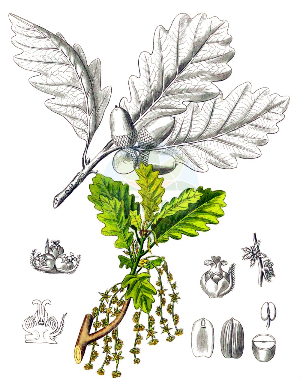 Quercus petraea - Fagaceae,Plantae,Pteridobiotina,Angiosperms,Fagales,Fagaceae,Quercus,Quercus subgen. Quercus,Quercus sect. Quercus,Quercus petraea,Quercus adriatica, Quercus anglica, Quercus approximata, Quercus arnasensis, Quercus arrecta, Quercus attenuata, Quercus ballica, Quercus borealis, Quercus brachylobus, Quercus brevipedunculata, Quercus brumalis, Quercus calcicola, Quercus collivaga, Quercus columbaria, Quercus conformis, Quercus coriascens, Quercus decipiens, Quercus druidica, Quercus dumetorum, Quercus eboracensis, Quercus eminens, Quercus gallica, Quercus glaucina, Quercus gothica, Quercus granitica, Quercus hypoleuca, Quercus imponens, Quercus jactata, Quercus juncta, Quercus juvenilis, Quercus lanciloba, Quercus latifida, Quercus lephrella, Quercus limitanea, Quercus longiaristata, Quercus marmarophila, Quercus mas, Quercus mediocris, Quercus mespilifolia, Quercus moderata, Quercus oblita, Quercus ovalis, Quercus pedunculata f. angustifolia, Quercus pedunculata f. brevipedunculata, Quercus pedunculata f. longipedunculata, Quercus pedunculata f. subocculata, Quercus petraea f. angulata, Quercus petraea f. emarginata, Quercus petraea f. globosa, Quercus petraea f. lobulosa, Quercus petraea f. pinnata, Quercus petraea f. platyphylla, Quercus petraea subsp. mas, Quercus petraea var. laciniata, Quercus petraea var. macrocarpa, Quercus petraea var. platyphylla, Quercus proximellla, Quercus remotiuscula, Quercus robur subsp. sessiliflora, Quercus robur var. communis, Quercus robur var. laciniata, Quercus robur var. mespilifolia, Quercus robur var. petraea, Quercus robur var. platyphylla, Quercus robur var. sessiliflora, Quercus robur var. sessilis, Quercus sarcolepis, Quercus sessiliflora f. angulata, Quercus sessiliflora f. bolleana, Quercus sessiliflora f. castanoides, Quercus sessiliflora f. crassifolia, Quercus sessiliflora f. lobulata, Quercus sessiliflora f. pinnata, Quercus sessiliflora f. undulata, Quercus sessiliflora var. angustata, Quercus sessiliflora var. coriacea, Quercus sessiliflora var. decipiens, Quercus sessiliflora var. fruticosa, Quercus sessiliflora var. glabra, Quercus sessiliflora var. globosa, Quercus sessiliflora var. longicarpa, Quercus sessiliflora var. longifolia, Quercus sessiliflora var. platyphylla, Quercus sessiliflora var. sphaerocarpa, Quercus sessiliflora var. sublobata, Quercus sessiliflora var. subtubulosa, Quercus sessilis, Quercus sessilis f. pinnatifida, Quercus sessilis f. sublobata, Quercus sessilis var. acutiloba, Quercus sessilis var. angulata, Quercus sessilis var. columbaria, Quercus sessilis var. coronensis, Quercus sessilis var. decipiens, Quercus sessilis var. erythroneura, Quercus sessilis var. fruticosa, Quercus sessilis var. glabrata, Quercus sessilis var. globosa, Quercus sessilis var. laciniata, Quercus sessilis var. longicarpa, Quercus sessilis var. longifolia, Quercus sessilis var. longipedunculata, Quercus sessilis var. louettei, Quercus sessilis var. macrocarpa, Quercus sessilis var. mespilifolia, Quercus sessilis var. microbalana, Quercus sessilis var. microbalanos, Quercus sessilis var. pendula, Quercus sessilis var. petiolata, Quercus sessilis var. platyphylla, Quercus sessilis var. puigi, Quercus sessilis var. spathulifolia, Quercus sessilis var. sphaerocarpa, Quercus sessilis var. sphaerocarpa, Quercus sessilis var. stenophylla, Quercus sessilis var. sublobata, Quercus sessilis var. subtubulosa, Quercus sessilis var. undulata, Quercus slavorum, Quercus strangulata, Quercus sublobata var. sublobata, Quercus suecica, Quercus talenceana, Quercus wahusiensis, Quercus zagrabiensis,Trauben-Eiche;Winter-Eiche;sessile oak;durmast oak;Chêne sessile;chêne rouvre;chêne à trochets;chêne blanc;chêne mâle;chêne noir;drillard;drille;durelin;roble albar;roble de fruto sentado;carvayo;roble;roble albero;Quercia rovere;rovere;quercia comune;ischia;wintereik;дуб скальный;sapsız meşe;dushk;roure de fulla gran;bijel;bjelik;gradun;hrast kitnjak;kitnjak;bergek;vintereg;dąb bezszypułkowy;tsukubanegashi;ツクバネガシ;graden;kocsánytalan tölgy;drnák;dub zimní;gorun;dub zimný;дуб скельний;cкален дъб;горун;kivitamm;läänetamm;klinšu ozols;vintereik;talvitammi;храст китњак;bekotis ąžuolas;δρυς άμισχος;haritz kandugabea