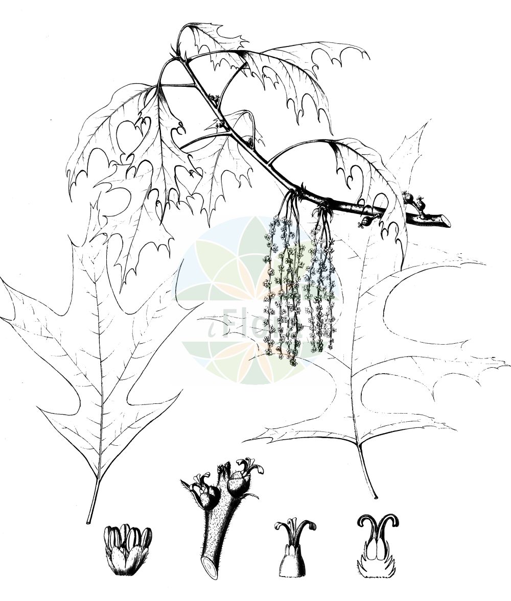 Quercus palustris - Fagaceae,Plantae,Pteridobiotina,Angiosperms,Fagales,Fagaceae,Quercus,Quercus subgen. Quercus,Quercus sect. Lobatae,Quercus palustris,Quercus palustris var. heterophylla, Quercus rubra var. dissecta, Quercus rubra var. palustris,Sumpf-Eiche;pin oak;swamp spanish oak;swamp oak;Chêne des marais;chêne aquatique;chêne à épingles;Quercia delle paludi;quercia delle palludi;zachte duizendknoop;moeraseik;дуб болотный;dąb błotny;amerikai mocsártölgy;dub bažinný;dub močiarny;дуб болотний;zhǎo shēng lì;沼生栎