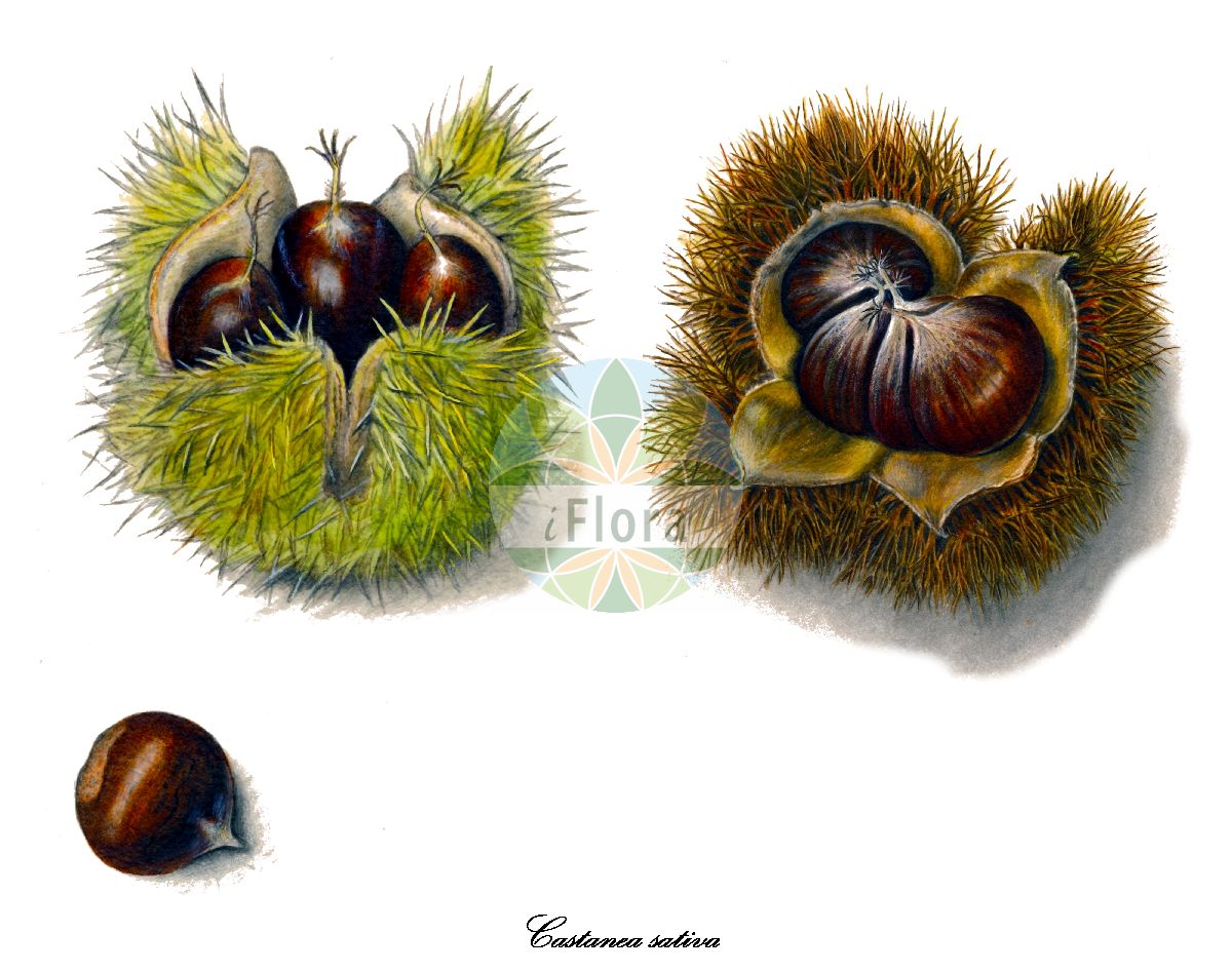 Castanea sativa - Fagaceae,Plantae,Pteridobiotina,Angiosperms,Fagales,Fagaceae,Castanea,Castanea sativa,Castanea castanea, Castanea prolifera, Castanea sativa f. discolor, Castanea sativa var. hamulata, Castanea sativa var. microcarpa, Castanea sativa var. prolifera, Castanea sativa var. spicata, Castanea vesca, Castanea vulgaris, Fagus castanea, Fagus castanea var. variegata, Fagus procera