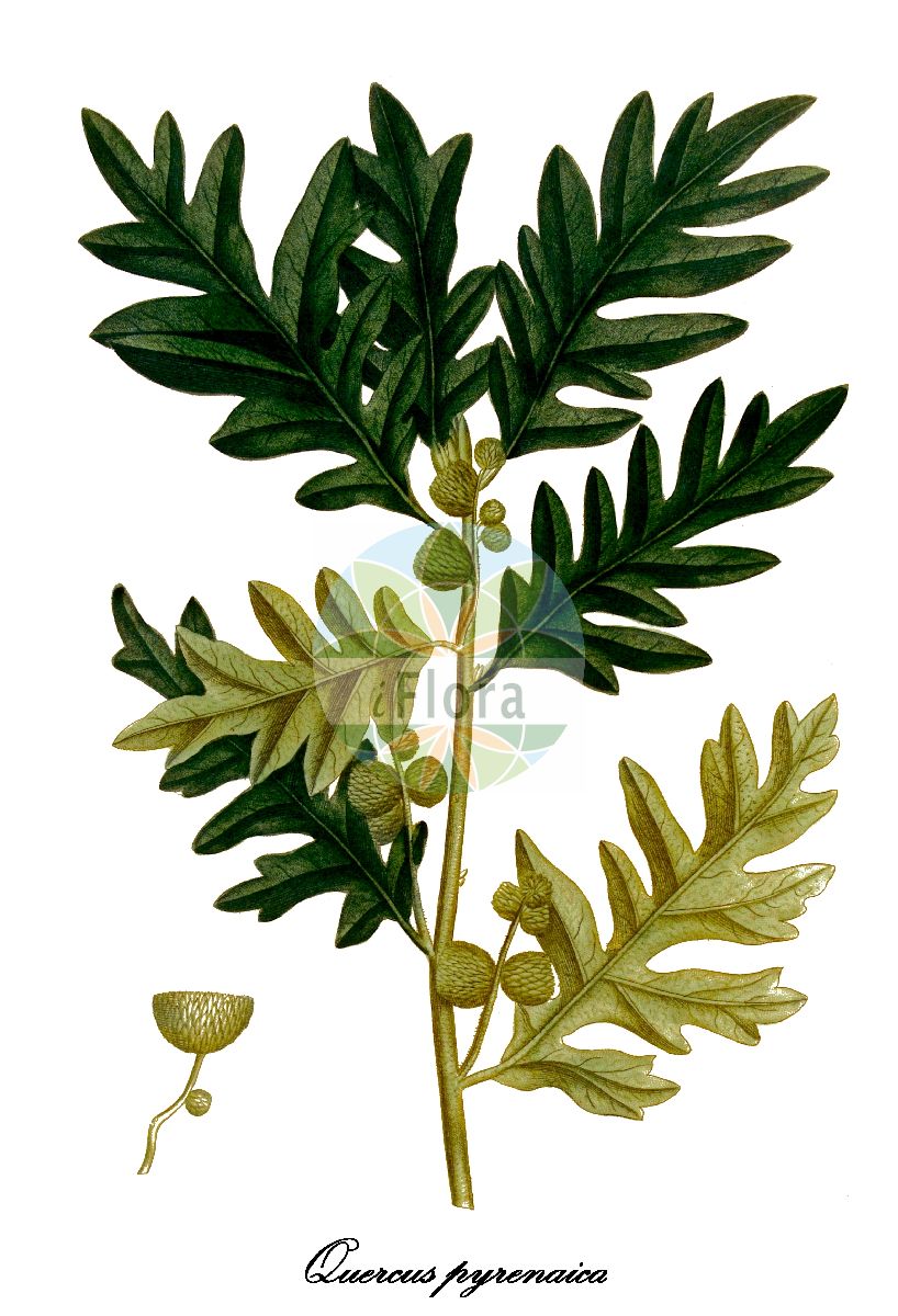 Quercus pyrenaica - Fagaceae,Plantae,Pteridobiotina,Angiosperms,Fagales,Fagaceae,Quercus,Quercus subgen. Quercus,Quercus sect. Quercus,Quercus pyrenaica,Quercus aurin, Quercus brossa, Quercus camata, Quercus cenomanensis, Quercus cerris var. tomentosa, Quercus humilis, Quercus lanuginosa subsp. palensis, Quercus lezermiana, Quercus pubescens subsp. palensis, Quercus pyrenaica f. brachyloba, Quercus pyrenaica f. expansa, Quercus pyrenaica f. laciniata, Quercus pyrenaica f. normalis, Quercus pyrenaica f. pinnatifida, Quercus pyrenaica f. pinnatipartita, Quercus pyrenaica f. sphaerocarpa, Quercus pyrenaica f. stenocarpa, Quercus pyrenaica var. expansa, Quercus stolonifera, Quercus tauza, Quercus tauzin, Quercus tauzini, Quercus toza, Quercus toza, Quercus toza var. humilis, Quercus toza var. normalis, Quercus toza var. pendula, Quercus toza var. pyrenaica, Quercus toza var. sphaerocarpa, Quercus toza var. spicata, Quercus toza var. stenocarpa,Pyrenäen-Eiche;chêne noir;chêne tauzin;tauzin;chêne brosse;chêne angoumois;chêne des Pyrénées;chêne doux;rebollo;melojo;curco villano;marojo;roble negral;roble negro;tocío;tocorno;tozo;quercia di Pirenei;quercia lanosa;quercia toza;quercia dei Pirenei;robollo;zachte haver;bergeik;pyrenese eik;carvalho negral;carvalho-negral;carvalho-da-beira;carvalho-pardo-das-beiras;carvalho-pardo-do-minho;пиренейский дуба;дуб пиренейский;roure reboll;techt;ametz arrunta
