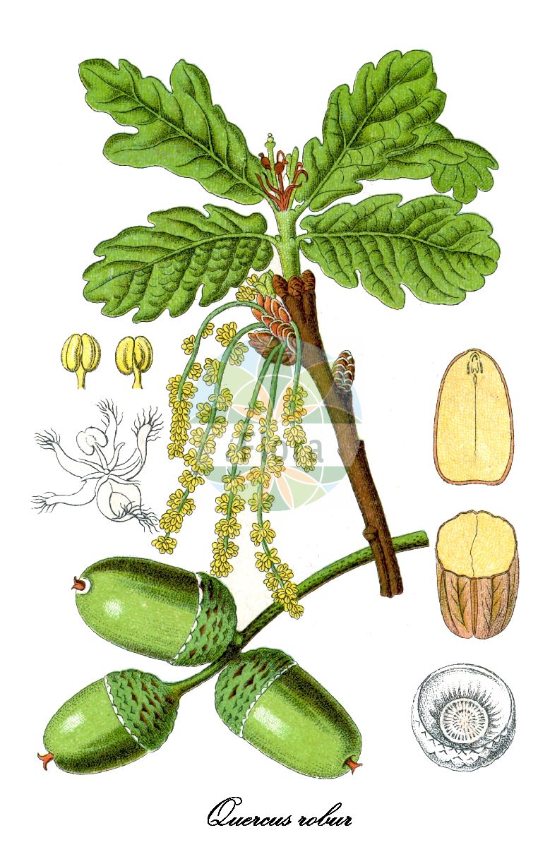 Quercus robur - Fagaceae,Plantae,Pteridobiotina,Angiosperms,Fagales,Fagaceae,Quercus,Quercus subgen. Quercus,Quercus sect. Quercus,Quercus robur,Quercus accessiva, Quercus accomodata, Quercus acutiloba, Quercus afghanistanensis, Quercus alligata, Quercus amoenifolia, Quercus appenina var. cylindracea, Quercus appenina var. rumelica, Quercus apula, Quercus arenaria, Quercus argentea, Quercus assimilis, Quercus asturica, Quercus atrosanguinea, Quercus aurea, Quercus australis, Quercus banatica, Quercus batavica, Quercus bavarica, Quercus belgica, Quercus borealis var. pilosa, Quercus brutia subsp. haas, Quercus castanoides, Quercus commiserata, Quercus concordia, Quercus croatica, Quercus cunisecta, Quercus cupressoides, Quercus cupulatus, Quercus danubialis, Quercus discredens, Quercus emarginulata, Quercus esthonica, Quercus ettingeri, Quercus femina, Quercus filicifolia, Quercus foemida, Quercus frutetorum, Quercus germanica f. puberula, Quercus germanica var. longipedunculata, Quercus germanica var. macrobalana, Quercus germanica var. pinnatifida, Quercus grecescui, Quercus haerens, Quercus hentzei, Quercus hispanica, Quercus hodginsii, Quercus hohenackeri, Quercus immodica, Quercus implicata, Quercus kunzei, Quercus laciniata, Quercus lanuginosa, Quercus lentula, Quercus longaeva, Quercus longipedunculata, Quercus louettii, Quercus lucorum, Quercus ludens, Quercus lugdunensis, Quercus macroloba, Quercus madritensis, Quercus malacophylla var. asterotricha, Quercus microcarpa, Quercus montivaga, Quercus natalis, Quercus nescensis, Quercus ochracea, Quercus oelandica, Quercus pectinata, Quercus pedunculata, Quercus pedunculata f. ettingeri, Quercus pedunculata f. extensa, Quercus pedunculata f. patellulata, Quercus pedunculata f. tardissima, Quercus pedunculata subsp. pilosa, Quercus pedunculata var. acutifolia, Quercus pedunculata var. australis, Quercus pedunculata var. borealis, Quercus pedunculata var. brachybalana, Quercus pedunculata var. brachybalanus, Quercus pedunculata var. brevipes, Quercus pedunculata var. coriacea, Quercus pedunculata var. crassiuscula, Quercus pedunculata var. cuneifolia, Quercus pedunculata var. cylindrocarpa, Quercus pedunculata var. dauvessei-pendula, Quercus pedunculata var. fastigiata, Quercus pedunculata var. glaberrima, Quercus pedunculata var. globulata, Quercus pedunculata var. haas, Quercus pedunculata var. leptobalanos, Quercus pedunculata var. macrobalana, Quercus pedunculata var. macrobalanus, Quercus pedunculata var. malacophylla, Quercus pedunculata var. megabalana, Quercus pedunculata var. microbalanus, Quercus pedunculata var. opaca, Quercus pedunculata var. pachycarpa, Quercus pedunculata var. pendula-heterophylla, Quercus pedunculata var. pendula-libani, Quercus pedunculata var. pilosa, Quercus pedunculata var. pseudopedunculata, Quercus pedunculata var. pseudosessilis, Quercus pedunculata var. salicifolia-pendula, Quercus pedunculata var. sphaerobalanus, Quercus pedunculata var. stenocarpa, Quercus pedunculata var. subglobosa, Quercus pedunculata var. tricuspidata, Quercus pedunculata var. tubulosa, Quercus pendulina var. filipendula, Quercus petropolitana, Quercus pilosa, Quercus pilosula, Quercus plebeia, Quercus pluriceps, Quercus pseudopeduncula, Quercus pyrenaica, Quercus quaerens, Quercus robur f. macrobalanus, Quercus robur f. microbalanus, Quercus robur f. slavonica, Quercus robur subsp. estremadurensis, Quercus robur subsp. fastigiata, Quercus robur subsp. pedunculata, Quercus robur subsp. pilosa, Quercus robur var. acutifolia, Quercus robur var. acutiloba, Quercus robur var. angustifolia, Quercus robur var. australis, Quercus robur var. brachybalana, Quercus robur var. brevipedunculata, Quercus robur var. brevipes, Quercus robur var. brevipetiolata, Quercus robur var. brevisecta, Quercus robur var. chartacea, Quercus robur var. coriacea, Quercus robur var. cuneifolia, Quercus robur var. duplicatosinuata, Quercus robur var. ettingeri, Quercus robur var. extensa, Quercus robur var. farinosa, Quercus robur var. fastigiata, Quercus robur var. glaberrima, Quercus robur var. globulata, Quercus robur var. haas, Quercus robur var. inaequiloba, Quercus robur var. jankae, Quercus robur var. laciniata, Quercus robur var. latiloba, Quercus robur var. leptocarpa, Quercus robur var. longiloba, Quercus robur var. macrobalanos, Quercus robur var. malacophylla, Quercus robur var. microbalanos, Quercus robur var. olsonii, Quercus robur var. opaca, Quercus robur var. pachycarpa, Quercus robur var. paleacea, Quercus robur var. pauciloba, Quercus robur var. pedunculata, Quercus robur var. pendula, Quercus robur var. pilifera, Quercus robur var. platylepis, Quercus robur var. puberula, Quercus robur var. repanda, Quercus robur var. robusta, Quercus robur var. sphaerobalana, Quercus robur var. stenocarpa, Quercus robur var. subglobosa, Quercus robur var. tenuifolia, Quercus robur var. tricuspidata, Quercus robur var. tubulosa, Quercus robur var. xylolepis, Quercus rossica, Quercus rostanii, Quercus salicifolia, Quercus scandica, Quercus schlosseriana, Quercus scotica, Quercus scythica, Quercus semipinnata, Quercus sessiliflora var. condensata, Quercus sessiliflora var. microcarpa, Quercus sessiliflora var. pedemontana, Quercus similata, Quercus stilbophylla, Quercus tanaicensis, Quercus tephrochlamys, Quercus tholeyroniana, Quercus tomentosa, Quercus transiens, Quercus tristis, Quercus urbica, Quercus vallicola, Quercus verecunda, Quercus versatilis, Quercus vialis, Quercus volhynica, Quercus vulgaris, Quercus wolgensis,Stiel-Eiche;Sommer-Eiche;pedunculate oak;english oak;chêne pédoncule;common oak;Chêne pédonculé;chêne mâle;rouvre;châgne;chêne à grappes;chêne blanc;chêne femelle;gravelin;roble comun;roble común;cagiga;carballo;carvallo;carvayo;roble;roble albar;roble pedunculado;Farnia;Quercia comune;quercia gentile;quercia rovere;quercia peduncolata;quercia farnia;zommereik;zomereik;albarinho;alvarinho;carvalheira;carvalho;carvalho-alvarinho;carvalho-comum;carvalho-roble;roble;дуб черешчатый;saplı meşe;dushk;aglaner;glaner;roure pènol;dubec;hrast lužnjak;livadnjak;lužnjak;melek;meljak;stežanj;ek;sommerek;almindelig eg;dąb szypułkowy;dob;kocsányos tölgy;dub letní;křemelák;stejar;dub letný;дуб звичайний;oбикновен дъб;harilik tamm;parastais ozols;sumareik;metsätammi;tammi;храст лужњак;paprastasis ąžuolas;δρυς έμμισχος;haritz kanduduna;haritza;xià lì;夏栎