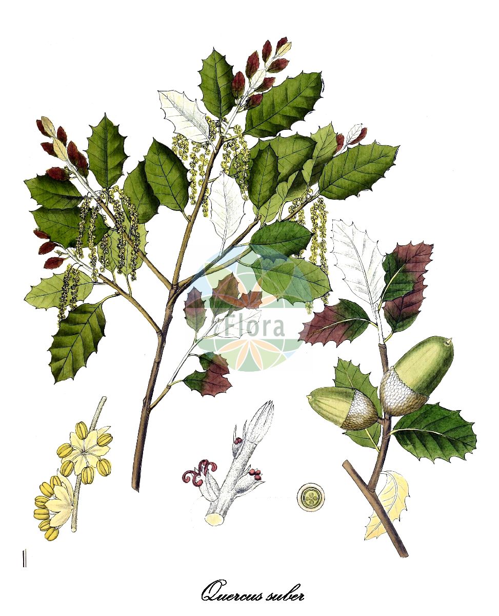 Quercus suber - Fagaceae,Plantae,Pteridobiotina,Angiosperms,Fagales,Fagaceae,Quercus,Quercus subgen. Cerris,Quercus sect. Cerris,Quercus suber,Quercus cintrana, Quercus corticosa, Quercus mitis, Quercus occidentalis, Quercus occidentalis f. heterocarpa, Quercus sardoa, Quercus suber f. biennalis, Quercus suber f. brevicupulata, Quercus suber f. brevicupulata, Quercus suber f. brevisquama, Quercus suber f. caduca, Quercus suber f. clavata, Quercus suber f. dolichocarpa, Quercus suber f. dulcis, Quercus suber f. longicalyx, Quercus suber f. macrocarpa, Quercus suber f. microcarpa, Quercus suber f. microphylla, Quercus suber f. oleifolia, Quercus suber f. pendula, Quercus suber f. racemosa, Quercus suber f. subcritina, Quercus suber f. subintegrifolia, Quercus suber f. suboccultata, Quercus suber subsp. occidentalis, Quercus suber var. angustifolia, Quercus suber var. brevicalyx, Quercus suber var. brevisquama, Quercus suber var. calyciformis, Quercus suber var. clavata, Quercus suber var. crinita, Quercus suber var. dolichocarpa, Quercus suber var. dulcis, Quercus suber var. edulis, Quercus suber var. fagifolia, Quercus suber var. integrifolia, Quercus suber var. latifolia, Quercus suber var. longicalyx, Quercus suber var. macrocarpa, Quercus suber var. macrophylla, Quercus suber var. microphylla, Quercus suber var. occidentalis, Quercus suber var. racemosa, Quercus suber var. serotina, Quercus suber var. subcrinata, Quercus suber var. subcritina, Quercus suber var. suboccultata, Quercus subera, Quercus suberosa,Kork-Eiche;chêne liège;surier;chêne occidental;corcier;sioure;suve;alcornoque;suro;chaparro;quercia sughera;quercia da sughero;sughera;kurkeik;sobreiro;chaparreiro;chaparrobro;sobro;sovereiro;sôvero;дуб пробковый;alzina surera;suberaie;sureda;surera;suro;šuvor;korkek;kork-eg;dąb korkowy;paratölgy;dub korkový;stejar de plută;dub korkový;дуб пробковий;корков дъб;felline;ferchi;fernane;δρύς φελλοφόρος;artelatza