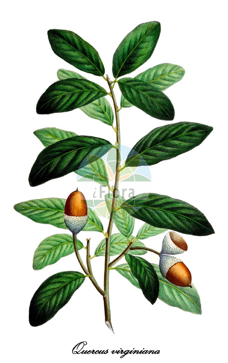 Quercus virginiana - Fagaceae,Plantae,Pteridobiotina,Angiosperms,Fagales,Fagaceae,Quercus,Quercus subgen. Quercus,Quercus sect. Virentes,Quercus virginiana,Dryopsila virens, Quercus andromeda, Quercus hemisphaerica, Quercus phellos var. obtusifolia, Quercus phellos var. sempervirens, Quercus sempervirens, Quercus virens, Quercus virginiana f. virescens, Quercus virginiana f. virginiana, Quercus virginiana var. eximea, Quercus virginiana var. typica, Quercus virginiana var. virescens, Quercus virginiana var. virginiana,southern live oak
