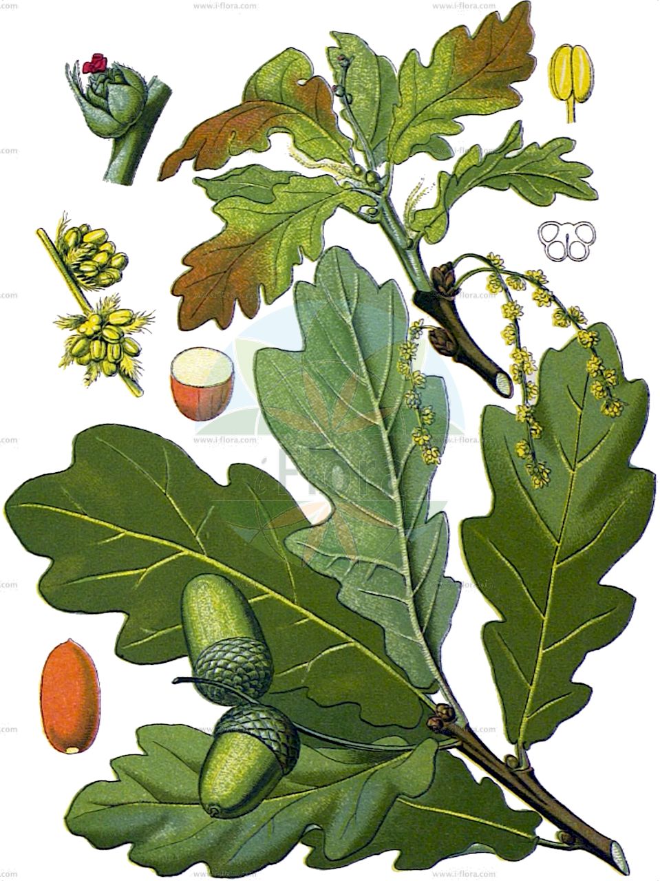 Quercus robur - Fagaceae,Plantae,Pteridobiotina,Angiosperms,Fagales,Fagaceae,Quercus,Quercus subgen. Quercus,Quercus sect. Quercus,Quercus robur,Quercus accessiva, Quercus accomodata, Quercus acutiloba, Quercus afghanistanensis, Quercus alligata, Quercus amoenifolia, Quercus appenina var. cylindracea, Quercus appenina var. rumelica, Quercus apula, Quercus arenaria, Quercus argentea, Quercus assimilis, Quercus asturica, Quercus atrosanguinea, Quercus aurea, Quercus australis, Quercus banatica, Quercus batavica, Quercus bavarica, Quercus belgica, Quercus borealis var. pilosa, Quercus brutia subsp. haas, Quercus castanoides, Quercus commiserata, Quercus concordia, Quercus croatica, Quercus cunisecta, Quercus cupressoides, Quercus cupulatus, Quercus danubialis, Quercus discredens, Quercus emarginulata, Quercus esthonica, Quercus ettingeri, Quercus femina, Quercus filicifolia, Quercus foemida, Quercus frutetorum, Quercus germanica f. puberula, Quercus germanica var. longipedunculata, Quercus germanica var. macrobalana, Quercus germanica var. pinnatifida, Quercus grecescui, Quercus haerens, Quercus hentzei, Quercus hispanica, Quercus hodginsii, Quercus hohenackeri, Quercus immodica, Quercus implicata, Quercus kunzei, Quercus laciniata, Quercus lanuginosa, Quercus lentula, Quercus longaeva, Quercus longipedunculata, Quercus louettii, Quercus lucorum, Quercus ludens, Quercus lugdunensis, Quercus macroloba, Quercus madritensis, Quercus malacophylla var. asterotricha, Quercus microcarpa, Quercus montivaga, Quercus natalis, Quercus nescensis, Quercus ochracea, Quercus oelandica, Quercus pectinata, Quercus pedunculata, Quercus pedunculata f. ettingeri, Quercus pedunculata f. extensa, Quercus pedunculata f. patellulata, Quercus pedunculata f. tardissima, Quercus pedunculata subsp. pilosa, Quercus pedunculata var. acutifolia, Quercus pedunculata var. australis, Quercus pedunculata var. borealis, Quercus pedunculata var. brachybalana, Quercus pedunculata var. brachybalanus, Quercus pedunculata var. brevipes, Quercus pedunculata var. coriacea, Quercus pedunculata var. crassiuscula, Quercus pedunculata var. cuneifolia, Quercus pedunculata var. cylindrocarpa, Quercus pedunculata var. dauvessei-pendula, Quercus pedunculata var. fastigiata, Quercus pedunculata var. glaberrima, Quercus pedunculata var. globulata, Quercus pedunculata var. haas, Quercus pedunculata var. leptobalanos, Quercus pedunculata var. macrobalana, Quercus pedunculata var. macrobalanus, Quercus pedunculata var. malacophylla, Quercus pedunculata var. megabalana, Quercus pedunculata var. microbalanus, Quercus pedunculata var. opaca, Quercus pedunculata var. pachycarpa, Quercus pedunculata var. pendula-heterophylla, Quercus pedunculata var. pendula-libani, Quercus pedunculata var. pilosa, Quercus pedunculata var. pseudopedunculata, Quercus pedunculata var. pseudosessilis, Quercus pedunculata var. salicifolia-pendula, Quercus pedunculata var. sphaerobalanus, Quercus pedunculata var. stenocarpa, Quercus pedunculata var. subglobosa, Quercus pedunculata var. tricuspidata, Quercus pedunculata var. tubulosa, Quercus pendulina var. filipendula, Quercus petropolitana, Quercus pilosa, Quercus pilosula, Quercus plebeia, Quercus pluriceps, Quercus pseudopeduncula, Quercus pyrenaica, Quercus quaerens, Quercus robur f. macrobalanus, Quercus robur f. microbalanus, Quercus robur f. slavonica, Quercus robur subsp. estremadurensis, Quercus robur subsp. fastigiata, Quercus robur subsp. pedunculata, Quercus robur subsp. pilosa, Quercus robur var. acutifolia, Quercus robur var. acutiloba, Quercus robur var. angustifolia, Quercus robur var. australis, Quercus robur var. brachybalana, Quercus robur var. brevipedunculata, Quercus robur var. brevipes, Quercus robur var. brevipetiolata, Quercus robur var. brevisecta, Quercus robur var. chartacea, Quercus robur var. coriacea, Quercus robur var. cuneifolia, Quercus robur var. duplicatosinuata, Quercus robur var. ettingeri, Quercus robur var. extensa, Quercus robur var. farinosa, Quercus robur var. fastigiata, Quercus robur var. glaberrima, Quercus robur var. globulata, Quercus robur var. haas, Quercus robur var. inaequiloba, Quercus robur var. jankae, Quercus robur var. laciniata, Quercus robur var. latiloba, Quercus robur var. leptocarpa, Quercus robur var. longiloba, Quercus robur var. macrobalanos, Quercus robur var. malacophylla, Quercus robur var. microbalanos, Quercus robur var. olsonii, Quercus robur var. opaca, Quercus robur var. pachycarpa, Quercus robur var. paleacea, Quercus robur var. pauciloba, Quercus robur var. pedunculata, Quercus robur var. pendula, Quercus robur var. pilifera, Quercus robur var. platylepis, Quercus robur var. puberula, Quercus robur var. repanda, Quercus robur var. robusta, Quercus robur var. sphaerobalana, Quercus robur var. stenocarpa, Quercus robur var. subglobosa, Quercus robur var. tenuifolia, Quercus robur var. tricuspidata, Quercus robur var. tubulosa, Quercus robur var. xylolepis, Quercus rossica, Quercus rostanii, Quercus salicifolia, Quercus scandica, Quercus schlosseriana, Quercus scotica, Quercus scythica, Quercus semipinnata, Quercus sessiliflora var. condensata, Quercus sessiliflora var. microcarpa, Quercus sessiliflora var. pedemontana, Quercus similata, Quercus stilbophylla, Quercus tanaicensis, Quercus tephrochlamys, Quercus tholeyroniana, Quercus tomentosa, Quercus transiens, Quercus tristis, Quercus urbica, Quercus vallicola, Quercus verecunda, Quercus versatilis, Quercus vialis, Quercus volhynica, Quercus vulgaris, Quercus wolgensis,Stiel-Eiche;Sommer-Eiche;pedunculate oak;english oak;chêne pédoncule;common oak;Chêne pédonculé;chêne mâle;rouvre;châgne;chêne à grappes;chêne blanc;chêne femelle;gravelin;roble comun;roble común;cagiga;carballo;carvallo;carvayo;roble;roble albar;roble pedunculado;Farnia;Quercia comune;quercia gentile;quercia rovere;quercia peduncolata;quercia farnia;zommereik;zomereik;albarinho;alvarinho;carvalheira;carvalho;carvalho-alvarinho;carvalho-comum;carvalho-roble;roble;дуб черешчатый;saplı meşe;dushk;aglaner;glaner;roure pènol;dubec;hrast lužnjak;livadnjak;lužnjak;melek;meljak;stežanj;ek;sommerek;almindelig eg;dąb szypułkowy;dob;kocsányos tölgy;dub letní;křemelák;stejar;dub letný;дуб звичайний;oбикновен дъб;harilik tamm;parastais ozols;sumareik;metsätammi;tammi;храст лужњак;paprastasis ąžuolas;δρυς έμμισχος;haritz kanduduna;haritza;xià lì;夏栎