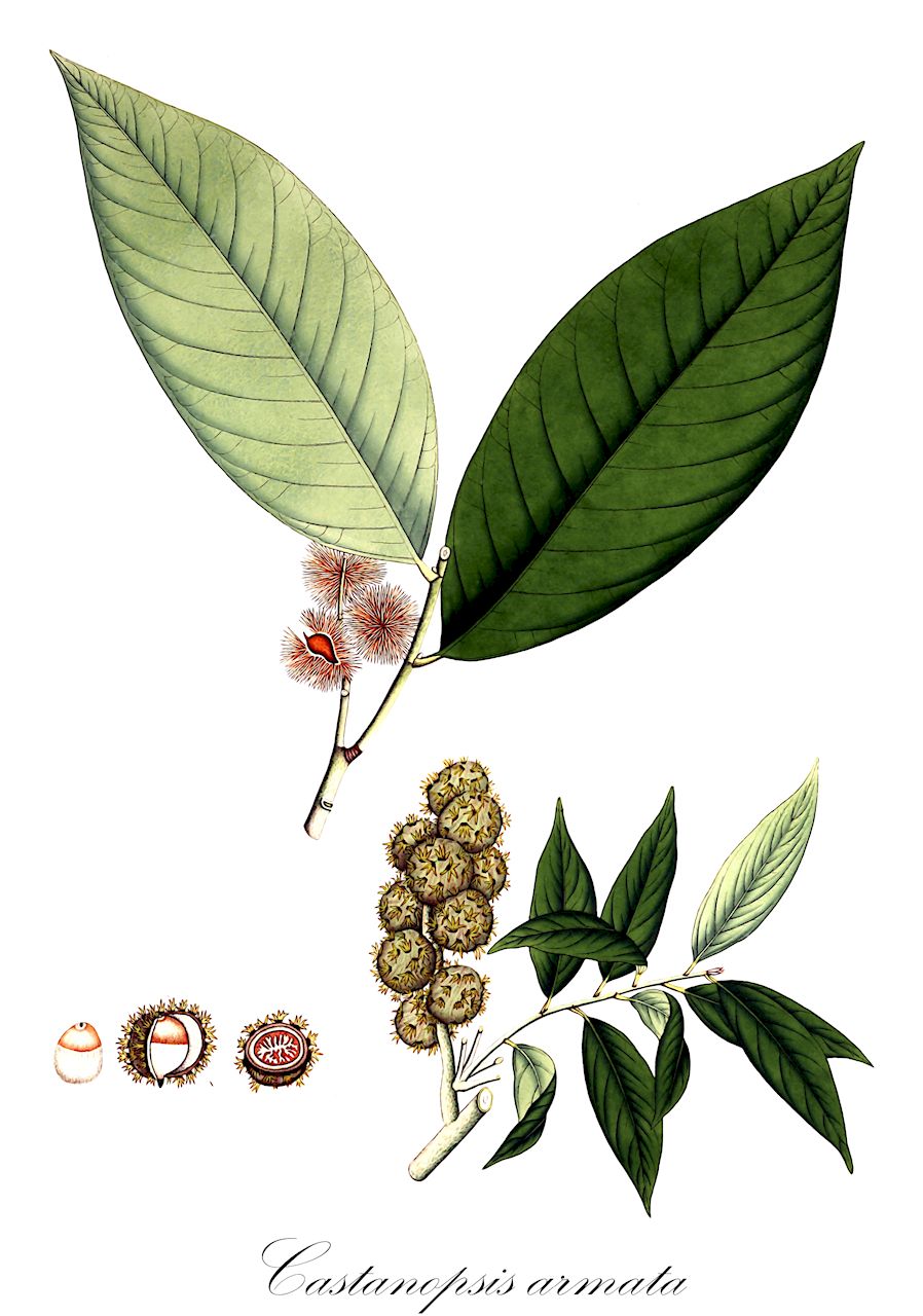 Castanopsis armata - Fagaceae,Plantae,Pteridobiotina,Angiosperms,Fagales,Fagaceae,Castanopsis,Castanopsis armata,Castanea armata, Castanea falconeri, Castanea sphaerocarpa, Castanopsis falconeri, Castanopsis sphaerocarpa, Castanopsis tribuloides var. armata, Quercus armata, Quercus catungea