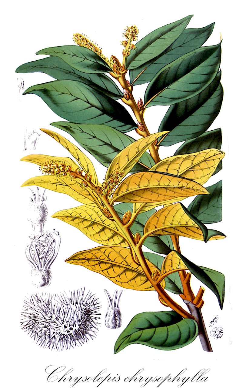 Chrysolepis chrysophylla - Fagaceae,Plantae,Pteridobiotina,Angiosperms,Fagales,Fagaceae,Chrysolepis,Chrysolepis chrysophylla,Castanea chrysophylla, Castanopsis chrysophylla, Castanopsis chrysophylla var. chrysophylla,giant golden chinkapin