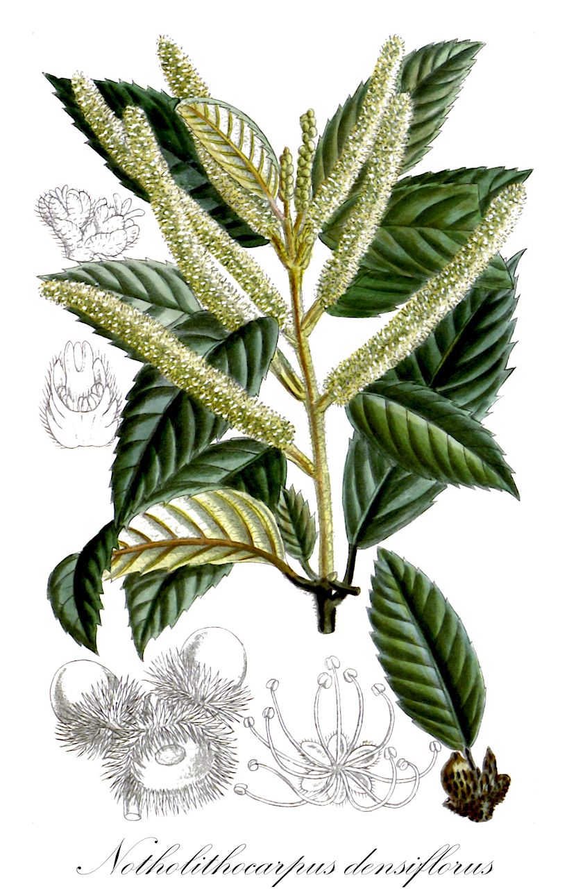 Notholithocarpus densiflorus - Fagaceae,Plantae,Pteridobiotina,Angiosperms,Fagales,Fagaceae,Notholithocarpus,Notholithocarpus densiflorus,Lithocarpus densiflorus, Pasania densiflora, Quercus densiflora, Quercus echinata, Synaedrys densiflora,tanbark-oak;tanoak