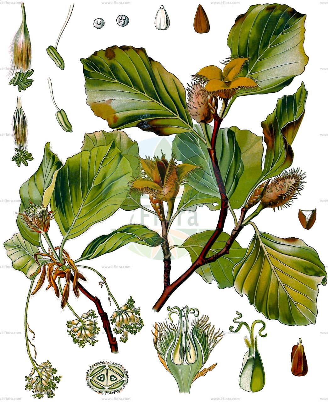 Fagus sylvatica - Fagaceae,Plantae,Pteridobiotina,Angiosperms,Fagales,Fagaceae,Fagus,Fagus sylvatica,Castanea fagus, Fagus aenea, Fagus asplenifolia, Fagus cochleata, Fagus comptoniifolia, Fagus crispa, Fagus cristata, Fagus cucullata, Fagus cuprea, Fagus echinata, Fagus incisa, Fagus laciniata, Fagus pendula, Fagus purpurea, Fagus purpurea var. roseomarginata, Fagus quercirdes, Fagus salicifolia, Fagus sylvatica f. aureovariegata, Fagus sylvatica f. bornyensis, Fagus sylvatica f. cochleata, Fagus sylvatica f. cristata, Fagus sylvatica f. fastigiata, Fagus sylvatica f. grandidentata, Fagus sylvatica f. heterophylla, Fagus sylvatica f. laciniata, Fagus sylvatica f. pendula, Fagus sylvatica f. purpurea, Fagus sylvatica f. pyramidalis, Fagus sylvatica f. quercifolia, Fagus sylvatica f. quercoides, Fagus sylvatica f. roseomarginata, Fagus sylvatica f. tortuosa, Fagus sylvatica f. variegata, Fagus sylvatica f. zlatia, Fagus sylvatica var. albovariegata, Fagus sylvatica var. atropunicea, Fagus sylvatica var. colorata, Fagus sylvatica var. coriacea, Fagus sylvatica var. cristata, Fagus sylvatica var. heterophylla, Fagus sylvatica var. luteovariegata, Fagus sylvatica var. pendula, Fagus sylvatica var. pendula, Fagus sylvatica var. purpurea, Fagus sylvatica var. quercifolia, Fagus sylvatica var. tortuosa, Fagus sylvatica var. vulgaris, Fagus sylvatica var. zlatia, Fagus sylvestris, Fagus tortuosa, Fagus variegata,Gewöhnliche Buche;Rotbuche;Rot-Buche;beech;european beech;Hêtre;hêtre commun;fayard;fau;favinier;fouillard;fouteau;foyard;hêtre des bois;hêtre sylvestre;cascojo;faig;fue;chaparra;fago;fau;faya;haya;Faggio comune;faggio;gewoone beuk;gewone beuk;beuk;faia-europeia;faia;бук лесной;бук европейский;avrupa kayını;ah;faig;bukva;obična bukva;vanlig bok;bok;bøg;buk pospolity;buk zwyczajny;bukev;bükk;közönséges bükk;buk lesní;fag;buk lesný;бук лісовий;oбикновен бук;bøk;pyökki;буква;οξιά;pagoa