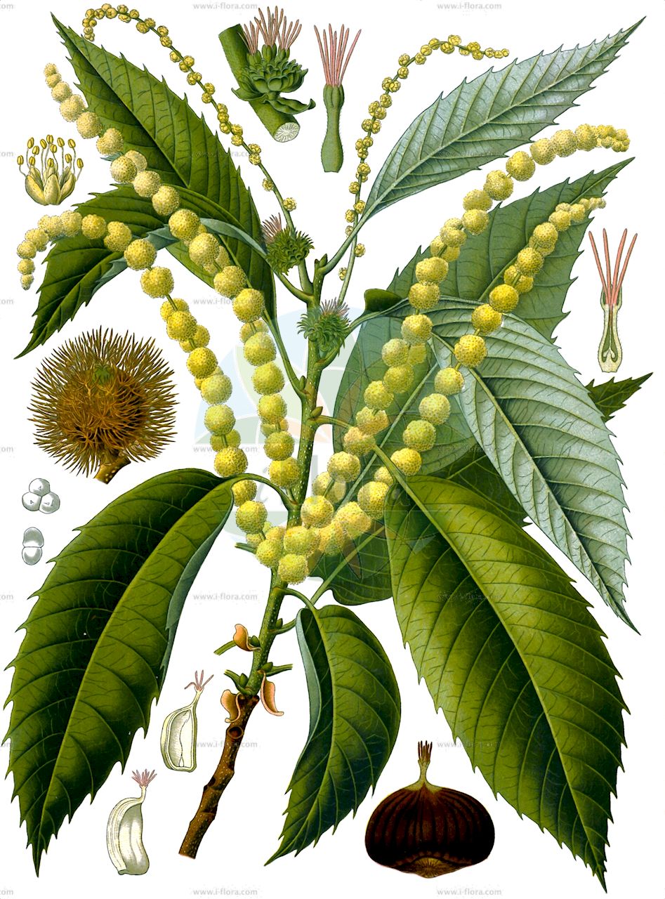 Castanea sativa - Fagaceae,Plantae,Pteridobiotina,Angiosperms,Fagales,Fagaceae,Castanea,Castanea sativa,Castanea castanea, Castanea prolifera, Castanea sativa f. discolor, Castanea sativa var. hamulata, Castanea sativa var. microcarpa, Castanea sativa var. prolifera, Castanea sativa var. spicata, Castanea vesca, Castanea vulgaris, Fagus castanea, Fagus castanea var. variegata, Fagus procera