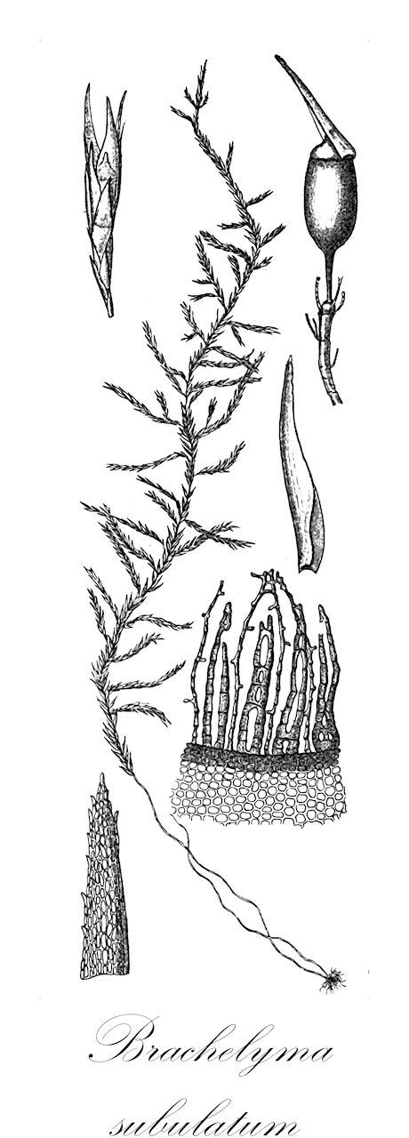 Brachelyma subulatum - Fontinalaceae,Plantae,Bryobiotina,Bryophyta,Bryopsida,Bryidae,Hypnanae,Hypnales,Fontinalaceae,Brachelyma,Brachelyma subulatum,Brachelyma robustum, Cryphaea inundata, Cryphaeadelphus robustus, Cryphaeadelphus subulatus, Dichelyma subulatum, Fontinalis subulata, Neckera subulata