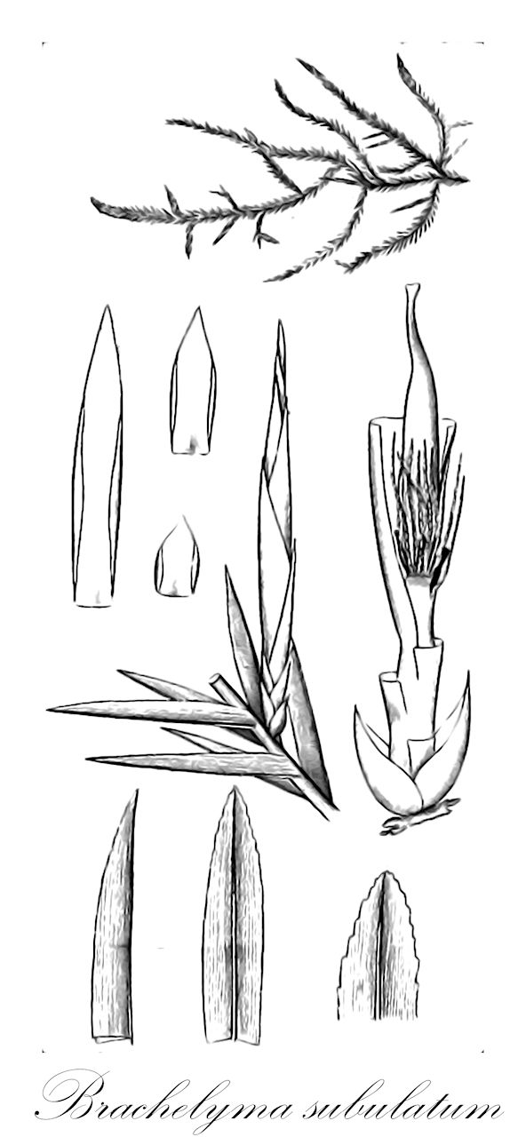 Brachelyma subulatum - Fontinalaceae,Plantae,Bryobiotina,Bryophyta,Bryopsida,Bryidae,Hypnanae,Hypnales,Fontinalaceae,Brachelyma,Brachelyma subulatum,Brachelyma robustum, Cryphaea inundata, Cryphaeadelphus robustus, Cryphaeadelphus subulatus, Dichelyma subulatum, Fontinalis subulata, Neckera subulata