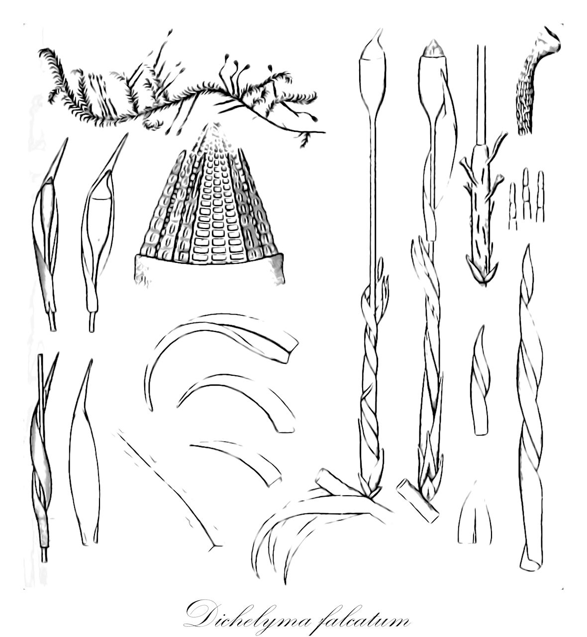 Dichelyma falcatum - Fontinalaceae,Plantae,Bryobiotina,Bryophyta,Bryopsida,Bryidae,Hypnanae,Hypnales,Fontinalaceae,Dichelyma,Dichelyma falcatum,Dichelyma cylindricarpum, Dichelyma falcatum var. amblystegioides, Dichelyma falcatum var. falcatum, Dichelyma uncinatum var. cylindricarpum, Fontinalis falcata, Neckera capillacea, Neckera falcata