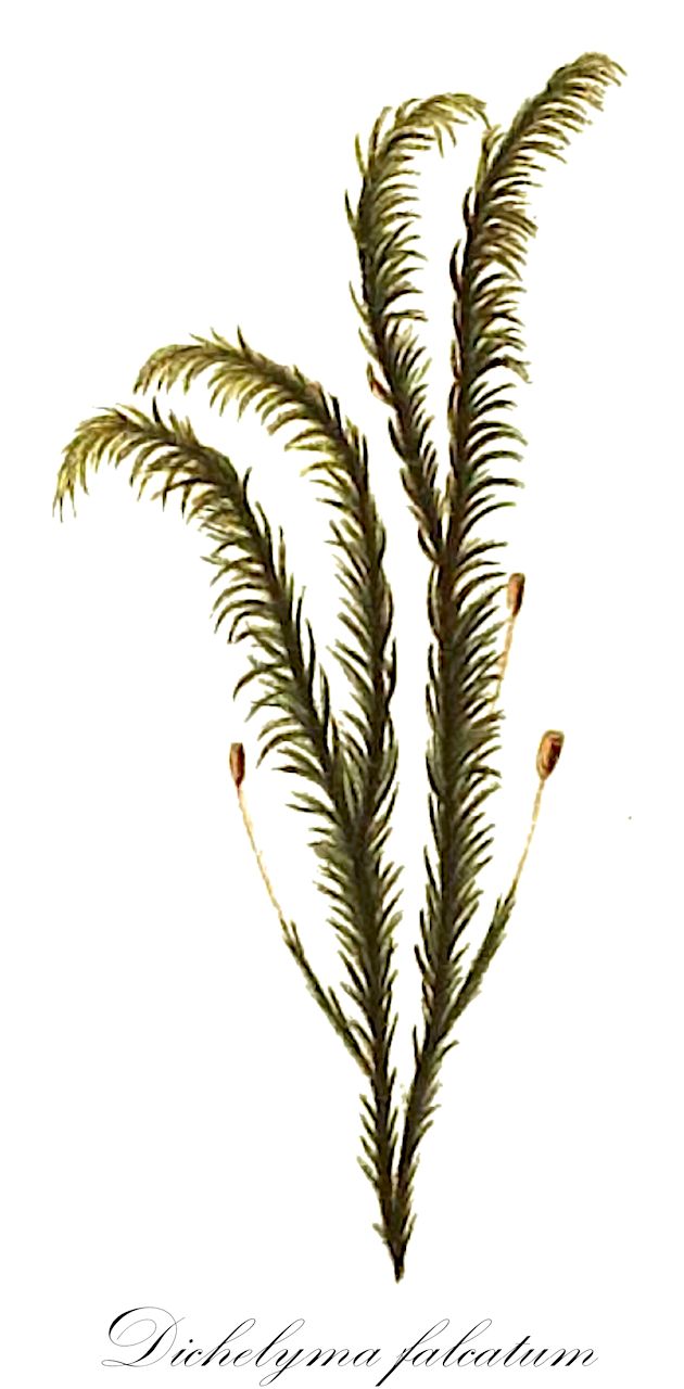 Dichelyma falcatum - Fontinalaceae,Plantae,Bryobiotina,Bryophyta,Bryopsida,Bryidae,Hypnanae,Hypnales,Fontinalaceae,Dichelyma,Dichelyma falcatum,Dichelyma cylindricarpum, Dichelyma falcatum var. amblystegioides, Dichelyma falcatum var. falcatum, Dichelyma uncinatum var. cylindricarpum, Fontinalis falcata, Neckera capillacea, Neckera falcata
