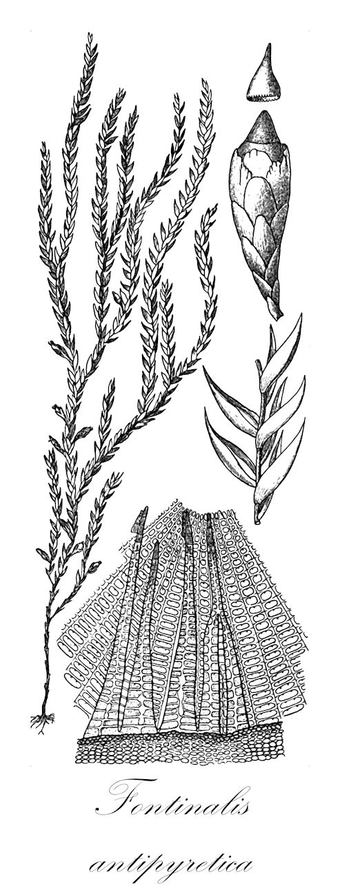 Fontinalis antipyretica - Fontinalaceae,Plantae,Bryobiotina,Bryophyta,Bryopsida,Bryidae,Hypnanae,Hypnales,Fontinalaceae,Fontinalis,Fontinalis antipyretica,Fontinalis allenii, Fontinalis androgyna, Fontinalis antipyretica f. alpestris, Fontinalis antipyretica f. arvernica, Fontinalis antipyretica f. cymbifolia, Fontinalis antipyretica f. gigantea, Fontinalis antipyretica f. latifolia, Fontinalis antipyretica f. laxa, Fontinalis antipyretica f. livonica, Fontinalis antipyretica f. macrophylla, Fontinalis antipyretica f. mollissima, Fontinalis antipyretica f. monensis, Fontinalis antipyretica f. montana, Fontinalis antipyretica f. pseudohypnoides, Fontinalis antipyretica f. robusta, Fontinalis antipyretica f. stagnalis, Fontinalis antipyretica f. subsecunda, Fontinalis antipyretica f. tenuis, Fontinalis antipyretica f. vulgaris, Fontinalis antipyretica subsp. androgyna, Fontinalis antipyretica subsp. arvernica, Fontinalis antipyretica subsp. californica, Fontinalis antipyretica subsp. cavifolia, Fontinalis antipyretica subsp. dolosa, Fontinalis antipyretica subsp. gigantea, Fontinalis antipyretica subsp. islandica, Fontinalis antipyretica subsp. lachenaudii, Fontinalis antipyretica var. alpestris, Fontinalis antipyretica var. ambigua, Fontinalis antipyretica var. arvernica, Fontinalis antipyretica var. azorica, Fontinalis antipyretica var. californica, Fontinalis antipyretica var. crassa, Fontinalis antipyretica var. cymbifolia, Fontinalis antipyretica var. danubica, Fontinalis antipyretica var. divergens, Fontinalis antipyretica var. erythraea, Fontinalis antipyretica var. gigantea, Fontinalis antipyretica var. lachenaudii, Fontinalis antipyretica var. laciniata, Fontinalis antipyretica var. latifolia, Fontinalis antipyretica var. laxa, Fontinalis antipyretica var. ligurica, Fontinalis antipyretica var. livonica, Fontinalis antipyretica var. macrophylla, Fontinalis antipyretica var. mollis, Fontinalis antipyretica var. mollissima, Fontinalis antipyretica var. monensis, Fontinalis antipyretica var. montana, Fontinalis antipyretica var. oreganensis, Fontinalis antipyretica var. patens, Fontinalis antipyretica var. patula, Fontinalis antipyretica var. pseudohypnoides, Fontinalis antipyretica var. pseudokindbergii, Fontinalis antipyretica var. pseudosquamosa, Fontinalis antipyretica var. rigens, Fontinalis antipyretica var. robusta, Fontinalis antipyretica var. rufescens, Fontinalis antipyretica var. tenuis, Fontinalis antipyretica var. yezoana, Fontinalis arvernica, Fontinalis californica, Fontinalis cavifolia, Fontinalis cavifolia var. rhenana, Fontinalis dolosa, Fontinalis fasciculata f. danubica, Fontinalis fasciculata var. danubica, Fontinalis gigantea, Fontinalis gigantea subsp. mollis, Fontinalis gothica var. stagnalis, Fontinalis hypnoides subsp. longifolia, Fontinalis islandica, Fontinalis kindbergii subsp. dolosa, Fontinalis lachenaudii, Fontinalis laxa, Fontinalis ligurica, Fontinalis livonica, Fontinalis longifolia, Fontinalis mollis, Fontinalis patula, Fontinalis pseudosquamosa, Fontinalis rigens, Fontinalis stagnalis, Fontinalis thulensis, Fontinalis triangularis, Fontinalis trifaria, Fontinalis utahensis, Pilotrichum antipyreticum