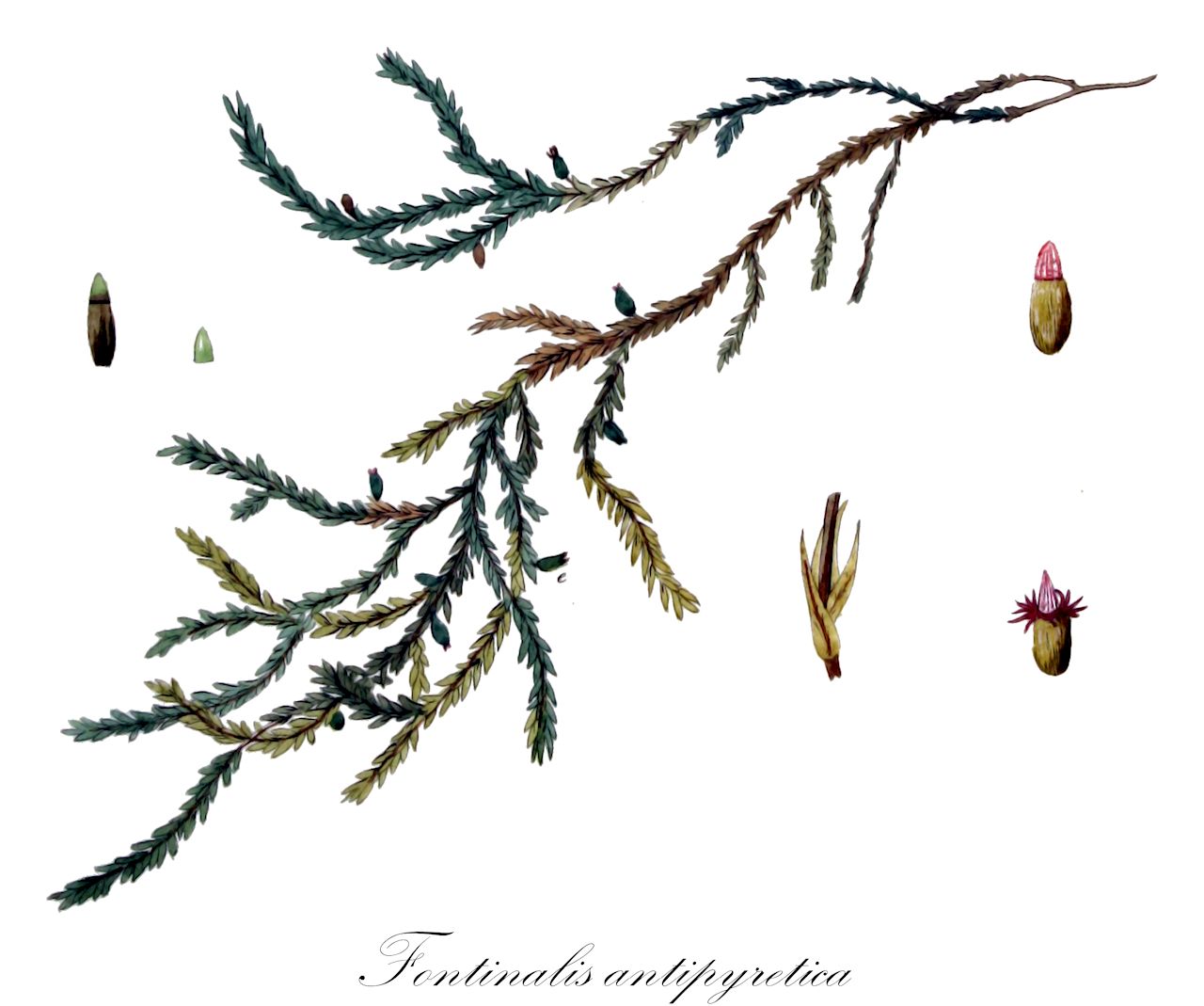 Fontinalis antipyretica - Fontinalaceae,Plantae,Bryobiotina,Bryophyta,Bryopsida,Bryidae,Hypnanae,Hypnales,Fontinalaceae,Fontinalis,Fontinalis antipyretica,Fontinalis allenii, Fontinalis androgyna, Fontinalis antipyretica f. alpestris, Fontinalis antipyretica f. arvernica, Fontinalis antipyretica f. cymbifolia, Fontinalis antipyretica f. gigantea, Fontinalis antipyretica f. latifolia, Fontinalis antipyretica f. laxa, Fontinalis antipyretica f. livonica, Fontinalis antipyretica f. macrophylla, Fontinalis antipyretica f. mollissima, Fontinalis antipyretica f. monensis, Fontinalis antipyretica f. montana, Fontinalis antipyretica f. pseudohypnoides, Fontinalis antipyretica f. robusta, Fontinalis antipyretica f. stagnalis, Fontinalis antipyretica f. subsecunda, Fontinalis antipyretica f. tenuis, Fontinalis antipyretica f. vulgaris, Fontinalis antipyretica subsp. androgyna, Fontinalis antipyretica subsp. arvernica, Fontinalis antipyretica subsp. californica, Fontinalis antipyretica subsp. cavifolia, Fontinalis antipyretica subsp. dolosa, Fontinalis antipyretica subsp. gigantea, Fontinalis antipyretica subsp. islandica, Fontinalis antipyretica subsp. lachenaudii, Fontinalis antipyretica var. alpestris, Fontinalis antipyretica var. ambigua, Fontinalis antipyretica var. arvernica, Fontinalis antipyretica var. azorica, Fontinalis antipyretica var. californica, Fontinalis antipyretica var. crassa, Fontinalis antipyretica var. cymbifolia, Fontinalis antipyretica var. danubica, Fontinalis antipyretica var. divergens, Fontinalis antipyretica var. erythraea, Fontinalis antipyretica var. gigantea, Fontinalis antipyretica var. lachenaudii, Fontinalis antipyretica var. laciniata, Fontinalis antipyretica var. latifolia, Fontinalis antipyretica var. laxa, Fontinalis antipyretica var. ligurica, Fontinalis antipyretica var. livonica, Fontinalis antipyretica var. macrophylla, Fontinalis antipyretica var. mollis, Fontinalis antipyretica var. mollissima, Fontinalis antipyretica var. monensis, Fontinalis antipyretica var. montana, Fontinalis antipyretica var. oreganensis, Fontinalis antipyretica var. patens, Fontinalis antipyretica var. patula, Fontinalis antipyretica var. pseudohypnoides, Fontinalis antipyretica var. pseudokindbergii, Fontinalis antipyretica var. pseudosquamosa, Fontinalis antipyretica var. rigens, Fontinalis antipyretica var. robusta, Fontinalis antipyretica var. rufescens, Fontinalis antipyretica var. tenuis, Fontinalis antipyretica var. yezoana, Fontinalis arvernica, Fontinalis californica, Fontinalis cavifolia, Fontinalis cavifolia var. rhenana, Fontinalis dolosa, Fontinalis fasciculata f. danubica, Fontinalis fasciculata var. danubica, Fontinalis gigantea, Fontinalis gigantea subsp. mollis, Fontinalis gothica var. stagnalis, Fontinalis hypnoides subsp. longifolia, Fontinalis islandica, Fontinalis kindbergii subsp. dolosa, Fontinalis lachenaudii, Fontinalis laxa, Fontinalis ligurica, Fontinalis livonica, Fontinalis longifolia, Fontinalis mollis, Fontinalis patula, Fontinalis pseudosquamosa, Fontinalis rigens, Fontinalis stagnalis, Fontinalis thulensis, Fontinalis triangularis, Fontinalis trifaria, Fontinalis utahensis, Pilotrichum antipyreticum