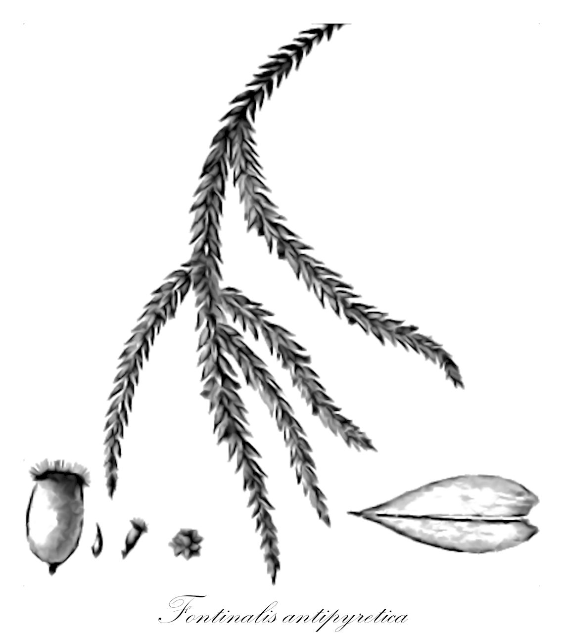 Fontinalis antipyretica - Fontinalaceae,Plantae,Bryobiotina,Bryophyta,Bryopsida,Bryidae,Hypnanae,Hypnales,Fontinalaceae,Fontinalis,Fontinalis antipyretica,Fontinalis allenii, Fontinalis androgyna, Fontinalis antipyretica f. alpestris, Fontinalis antipyretica f. arvernica, Fontinalis antipyretica f. cymbifolia, Fontinalis antipyretica f. gigantea, Fontinalis antipyretica f. latifolia, Fontinalis antipyretica f. laxa, Fontinalis antipyretica f. livonica, Fontinalis antipyretica f. macrophylla, Fontinalis antipyretica f. mollissima, Fontinalis antipyretica f. monensis, Fontinalis antipyretica f. montana, Fontinalis antipyretica f. pseudohypnoides, Fontinalis antipyretica f. robusta, Fontinalis antipyretica f. stagnalis, Fontinalis antipyretica f. subsecunda, Fontinalis antipyretica f. tenuis, Fontinalis antipyretica f. vulgaris, Fontinalis antipyretica subsp. androgyna, Fontinalis antipyretica subsp. arvernica, Fontinalis antipyretica subsp. californica, Fontinalis antipyretica subsp. cavifolia, Fontinalis antipyretica subsp. dolosa, Fontinalis antipyretica subsp. gigantea, Fontinalis antipyretica subsp. islandica, Fontinalis antipyretica subsp. lachenaudii, Fontinalis antipyretica var. alpestris, Fontinalis antipyretica var. ambigua, Fontinalis antipyretica var. arvernica, Fontinalis antipyretica var. azorica, Fontinalis antipyretica var. californica, Fontinalis antipyretica var. crassa, Fontinalis antipyretica var. cymbifolia, Fontinalis antipyretica var. danubica, Fontinalis antipyretica var. divergens, Fontinalis antipyretica var. erythraea, Fontinalis antipyretica var. gigantea, Fontinalis antipyretica var. lachenaudii, Fontinalis antipyretica var. laciniata, Fontinalis antipyretica var. latifolia, Fontinalis antipyretica var. laxa, Fontinalis antipyretica var. ligurica, Fontinalis antipyretica var. livonica, Fontinalis antipyretica var. macrophylla, Fontinalis antipyretica var. mollis, Fontinalis antipyretica var. mollissima, Fontinalis antipyretica var. monensis, Fontinalis antipyretica var. montana, Fontinalis antipyretica var. oreganensis, Fontinalis antipyretica var. patens, Fontinalis antipyretica var. patula, Fontinalis antipyretica var. pseudohypnoides, Fontinalis antipyretica var. pseudokindbergii, Fontinalis antipyretica var. pseudosquamosa, Fontinalis antipyretica var. rigens, Fontinalis antipyretica var. robusta, Fontinalis antipyretica var. rufescens, Fontinalis antipyretica var. tenuis, Fontinalis antipyretica var. yezoana, Fontinalis arvernica, Fontinalis californica, Fontinalis cavifolia, Fontinalis cavifolia var. rhenana, Fontinalis dolosa, Fontinalis fasciculata f. danubica, Fontinalis fasciculata var. danubica, Fontinalis gigantea, Fontinalis gigantea subsp. mollis, Fontinalis gothica var. stagnalis, Fontinalis hypnoides subsp. longifolia, Fontinalis islandica, Fontinalis kindbergii subsp. dolosa, Fontinalis lachenaudii, Fontinalis laxa, Fontinalis ligurica, Fontinalis livonica, Fontinalis longifolia, Fontinalis mollis, Fontinalis patula, Fontinalis pseudosquamosa, Fontinalis rigens, Fontinalis stagnalis, Fontinalis thulensis, Fontinalis triangularis, Fontinalis trifaria, Fontinalis utahensis, Pilotrichum antipyreticum