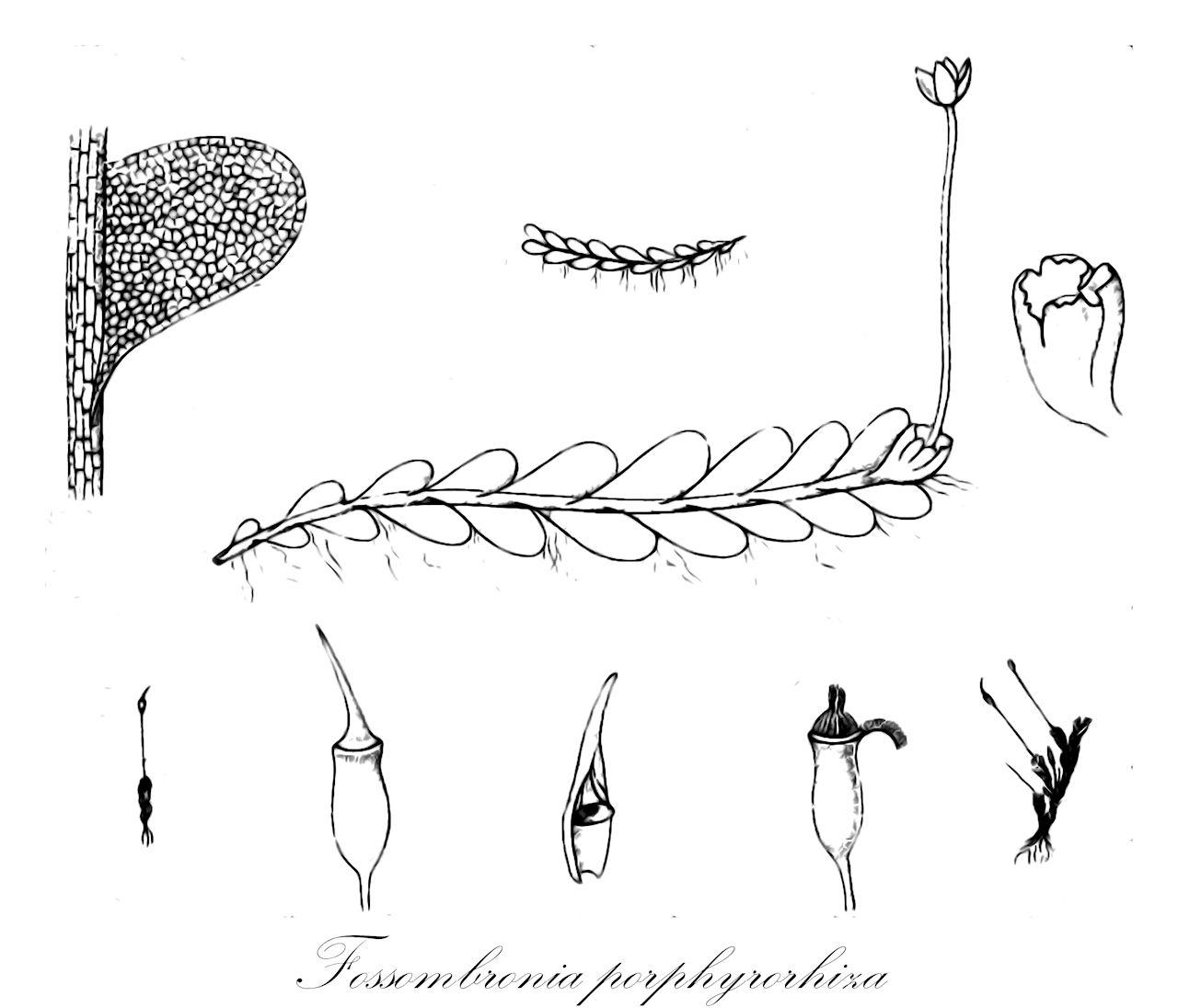 Fossombronia porphyrorhiza - Fossombroniaceae,Plantae,Bryobiotina,Marchantiophyta,Jungermanniopsida,Pelliidae,Fossombroniales,Fossombroniaceae,Fossombronia,Fossombronia porphyrorhiza,Androcryphia porphyrorhiza, Fossombronia brasiliensis, Jungermannia porphyrorhiza, Noteroclada porphyrorhiza, Pellia porphyrorhiza