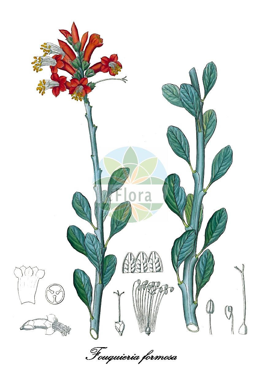 Fouquieria formosa - Fouquieriaceae,Plantae,Pteridobiotina,Angiosperms,Ericales,Fouquieriaceae,Fouquieria,Fouquieria formosa,Echeveria spicata, Philetaeria horrida