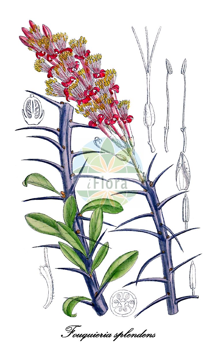 Fouquieria splendens - Fouquieriaceae,Plantae,Pteridobiotina,Angiosperms,Ericales,Fouquieriaceae,Fouquieria,Fouquieria splendens