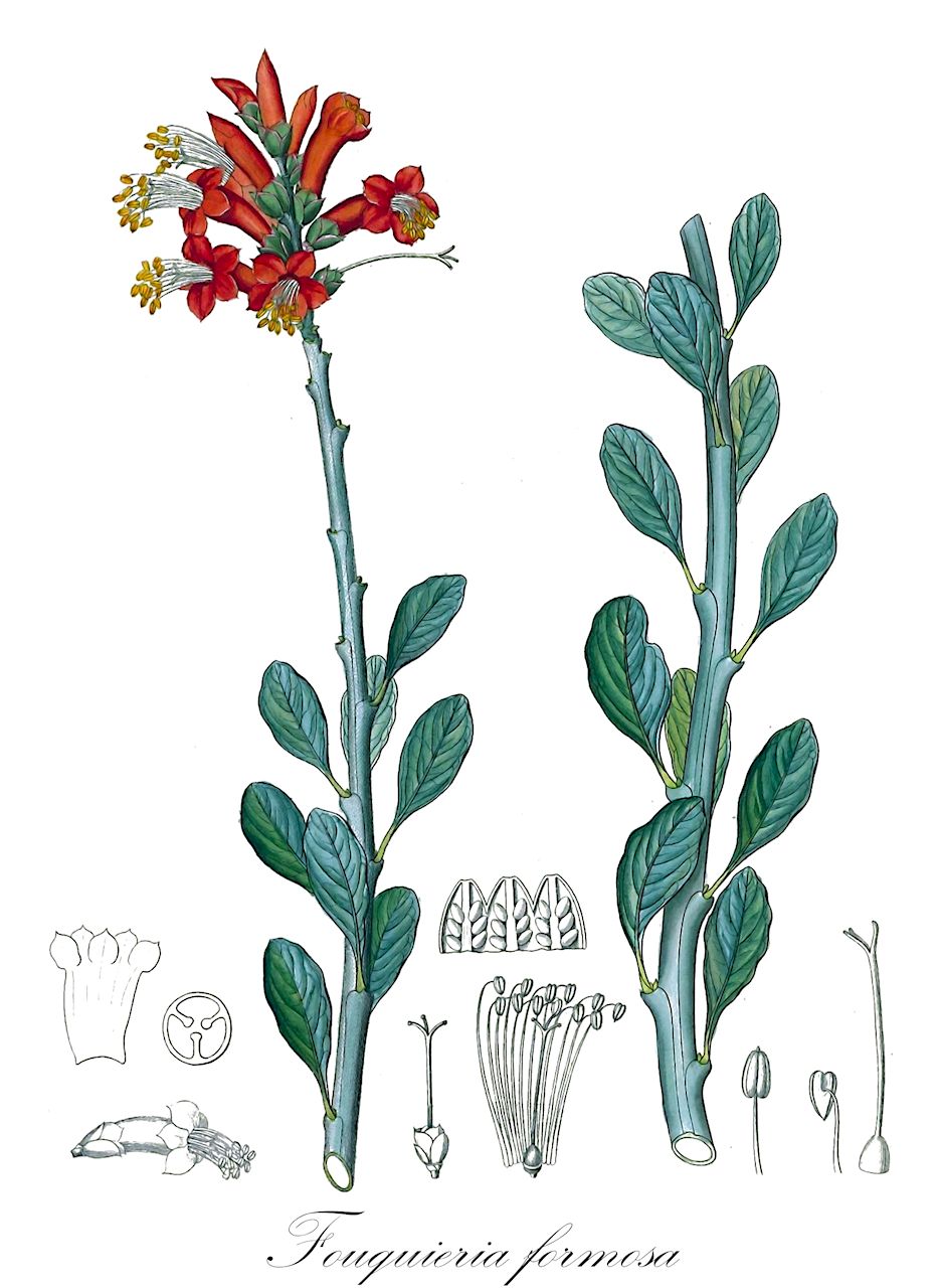 Fouquieria formosa - Fouquieriaceae,Plantae,Pteridobiotina,Angiosperms,Ericales,Fouquieriaceae,Fouquieria,Fouquieria formosa,Echeveria spicata, Philetaeria horrida