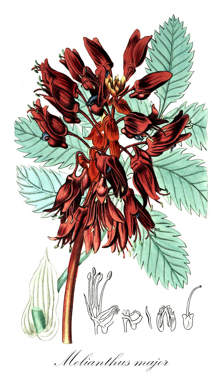 Melianthus major - Francoaceae,Plantae,Pteridobiotina,Angiosperms,Geraniales,Francoaceae,Melianthus,Melianthus major,Melianthus himalayanus,Honigstrauch