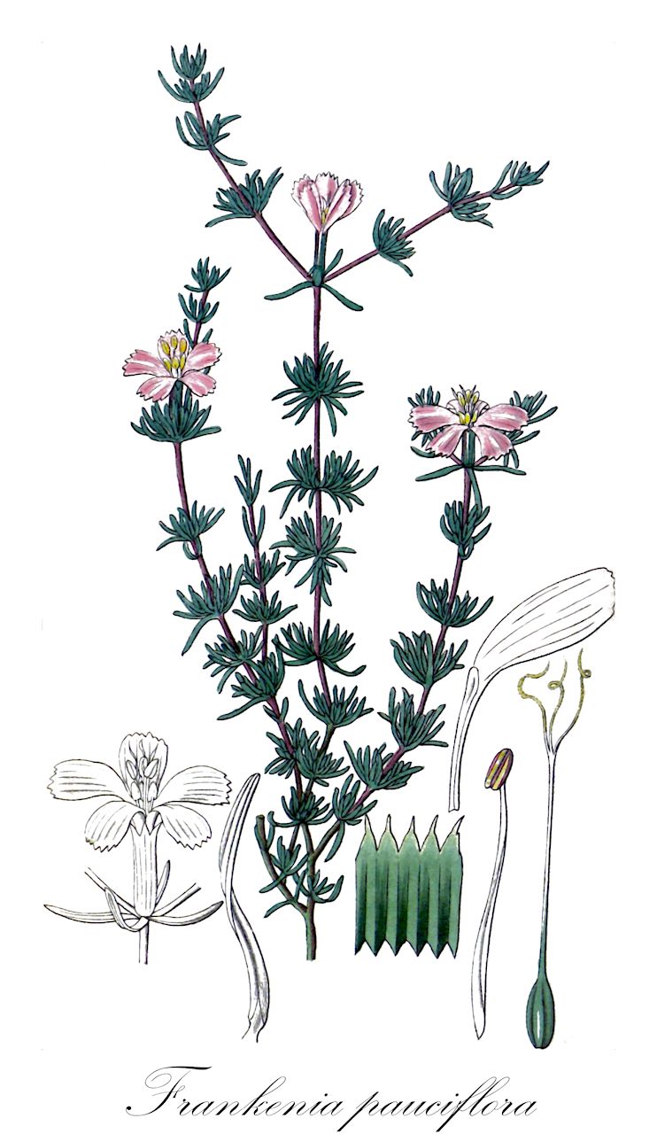 Frankenia pauciflora - Frankeniaceae,Plantae,Pteridobiotina,Angiosperms,Caryophyllales,Frankeniaceae,Frankenia,Frankenia pauciflora,Franca fruticulosa, Franca pauciflora, Frankenia fruticulosa, Frankenia pauciflora var. fruticulosa, Frankenia pauciflora var. gunnii, Frankenia pauciflora var. longifolia, Frankenia pauciflora var. scabra, Frankenia pauciflora var. thymoides, Frankenia pauciflora var. trichosticha, Frankenia virens, Streptima pauciflora