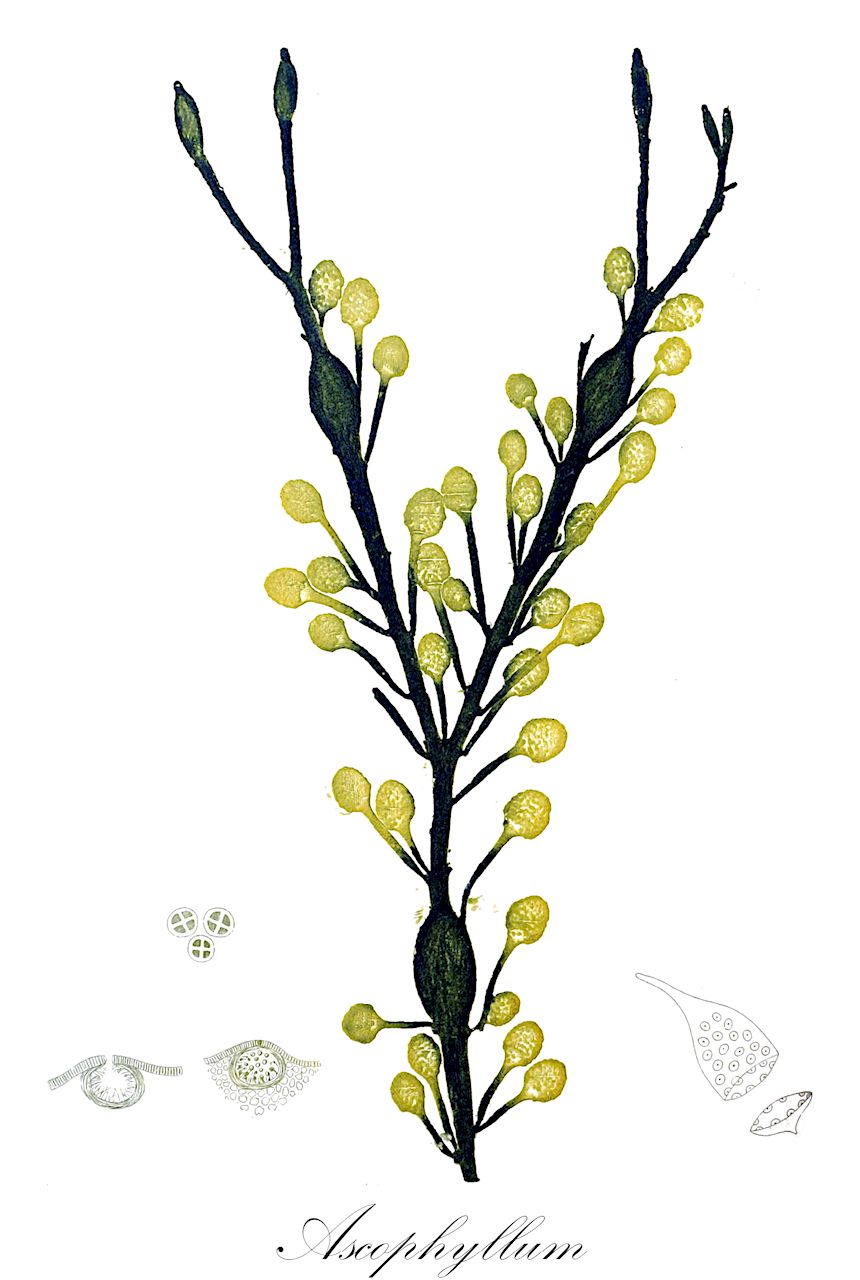 Ascophyllum - Fucaceae,Biota,Chromista,Ochrophyta,Phaeophyceae,Fucales,Fucaceae,Ascophyllum,Ascophylla, Fucodium, Halicoccus, Ozothallia