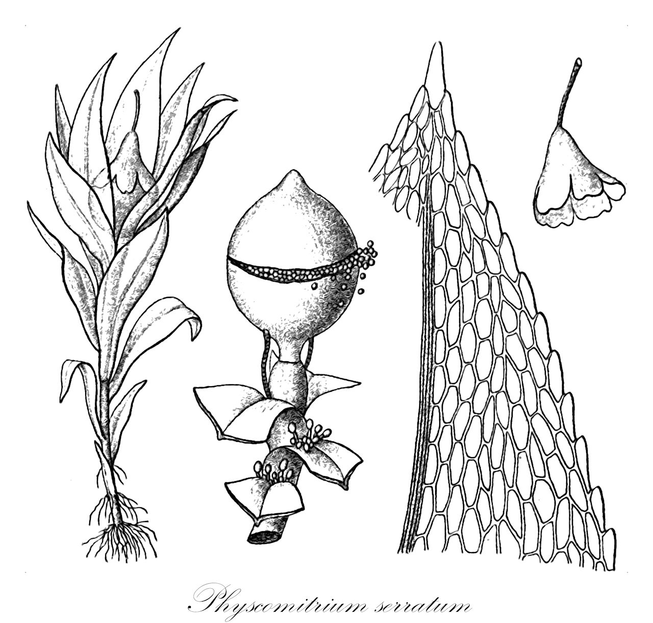 Physcomitrium serratum - Funariaceae,Plantae,Bryobiotina,Bryophyta,Bryopsida,Funariidae,Funariales,Funariaceae,Physcomitrium,Physcomitrium serratum,Aphanorrhegma serratum, Physcomitrium aphanorhegma, Schistidium serratum