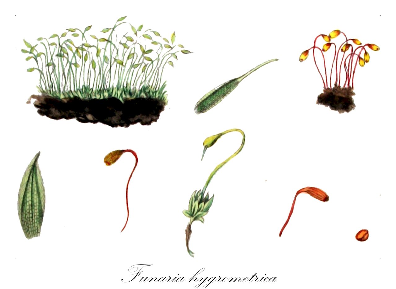 Funaria hygrometrica - Funariaceae,Plantae,Bryobiotina,Bryophyta,Bryopsida,Funariidae,Funariales,Funariaceae,Funaria,Funaria hygrometrica,Bryum laxogemmaceum, Calymperes berterii, Entosthodon plagiostomus, Fontinalis hygrometrica, Funaria androgyna, Funaria angustata, Funaria angustifolia, Funaria campylopus, Funaria convoluta, Funaria flaviseta, Funaria fuegiana, Funaria fuscescens, Funaria globicarpa, Funaria gracilescens, Funaria hygrometrica f. bulbillifera, Funaria hygrometrica f. longinervis, Funaria hygrometrica f. muralis, Funaria hygrometrica f. nana, Funaria hygrometrica subsp. ravenelii, Funaria hygrometrica var. ahaggarensis, Funaria hygrometrica var. apiculata, Funaria hygrometrica var. arenaria, Funaria hygrometrica var. aurea, Funaria hygrometrica var. bivalens, Funaria hygrometrica var. blyttii, Funaria hygrometrica var. conica, Funaria hygrometrica var. convoluta, Funaria hygrometrica var. fuegiana, Funaria hygrometrica var. intermedia, Funaria hygrometrica var. lacustris, Funaria hygrometrica var. lurida, Funaria hygrometrica var. microspora, Funaria hygrometrica var. minor, Funaria hygrometrica var. minor, Funaria hygrometrica var. muralis, Funaria hygrometrica var. nana, Funaria hygrometrica var. nana, Funaria hygrometrica var. nana, Funaria hygrometrica var. patula, Funaria hygrometrica var. sphaerocarpa, Funaria hygrometrica var. utahensis, Funaria hygrometrica var. weinmannii, Funaria intermedia, Funaria lonchopelma, Funaria marginata, Funaria minor, Funaria orthopoda, Funaria papillata, Funaria plagiostoma, Funaria ramificans, Funaria ravenelii, Funaria sphaerocarpa, Koehlreutera hygrometrica, Mnium hygrometricum, Tayloria henryae