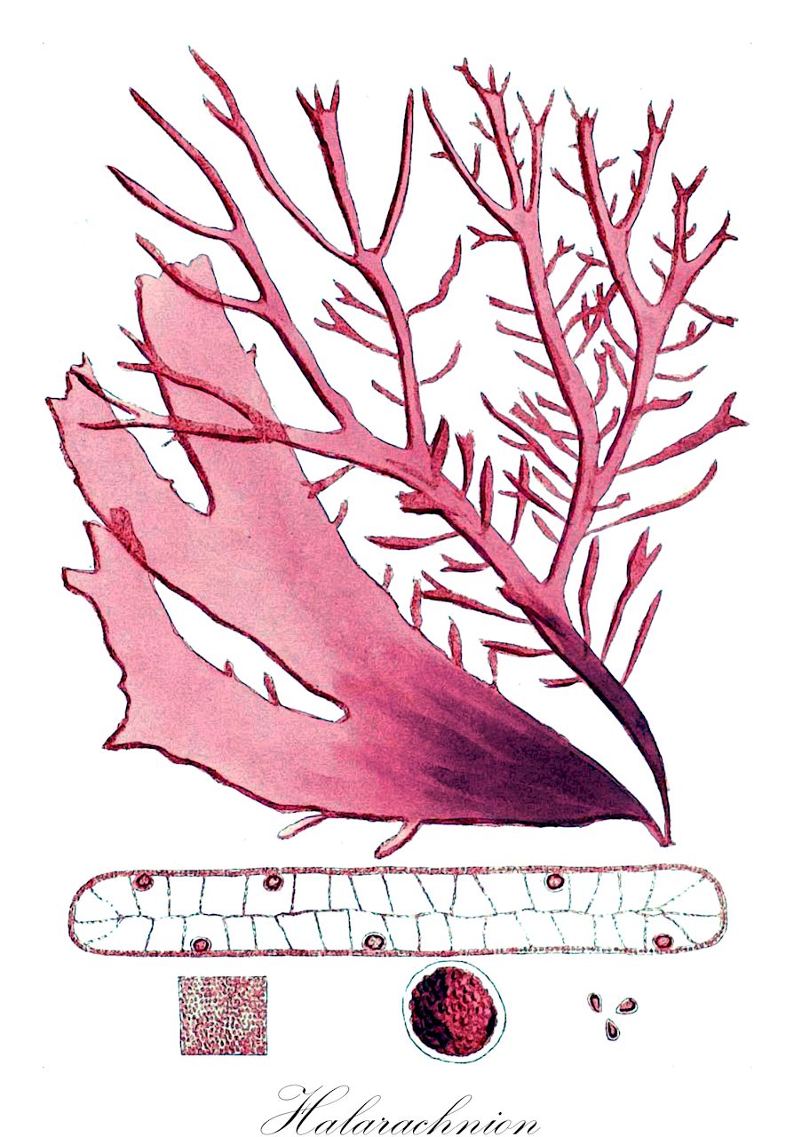 Halarachnion - Rhodophyta,Biota,Plantae,Rhodophyta,Eurhodophytina,Florideophyceae,Gigartinales,Furcellariaceae,Halarachnion