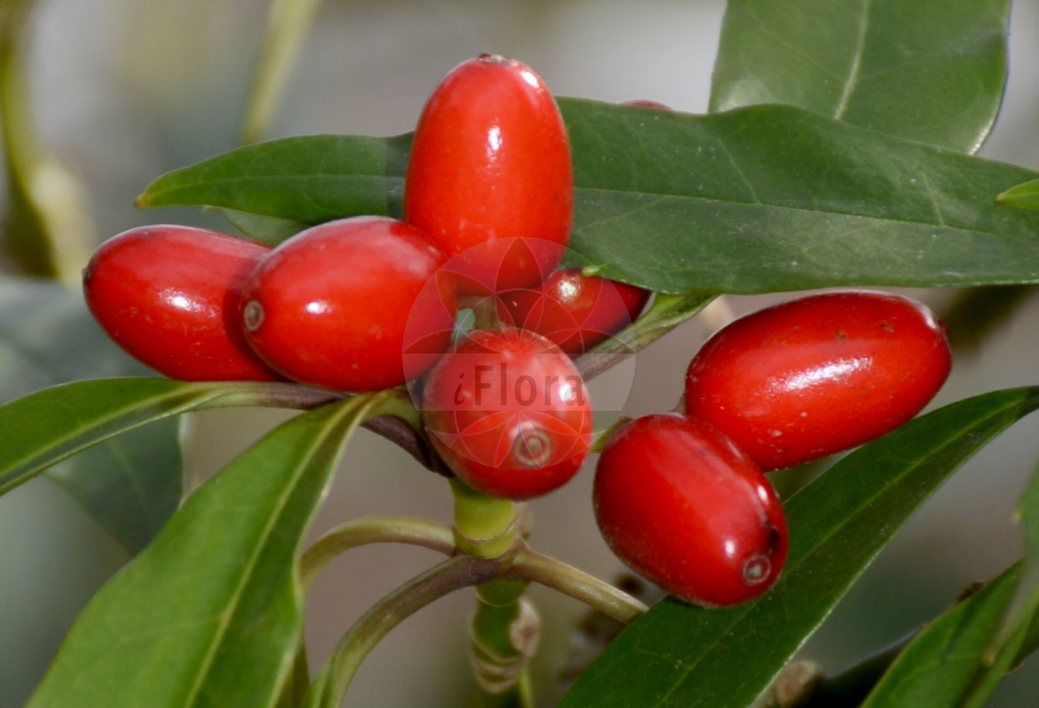 Foto von Aucuba japonica. Das Bild zeigt Blatt und Frucht. Das Foto wurde in Frankfurt, Hessen, Deutschland aufgenommen. ---- Photo of Aucuba japonica. The image is showing leaf and fruit. The picture was taken in Frankfurt, Hesse, Germany.(Aucuba japonica,Aucuba japonica,Aucuba,Garryaceae,Blatt,Frucht,leaf,fruit)