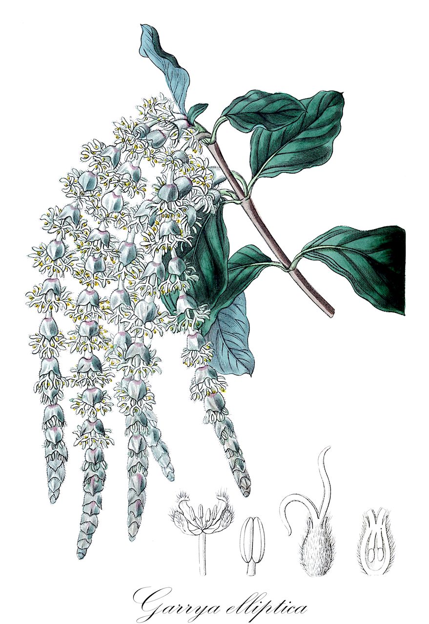 Garrya elliptica - Garryaceae,Plantae,Pteridobiotina,Angiosperms,Garryales,Garryaceae,Garrya,Garrya elliptica,Garrya lindleyana,Spalier-Becherkätzchen;wavy-leaf silktassel