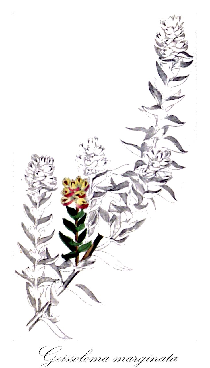 Geissoloma marginata - Geissolomataceae,Plantae,Pteridobiotina,Angiosperms,Crossosomatales,Geissolomataceae,Geissoloma,Geissoloma marginata,Geissoloma tomentosum, Penaea marginata