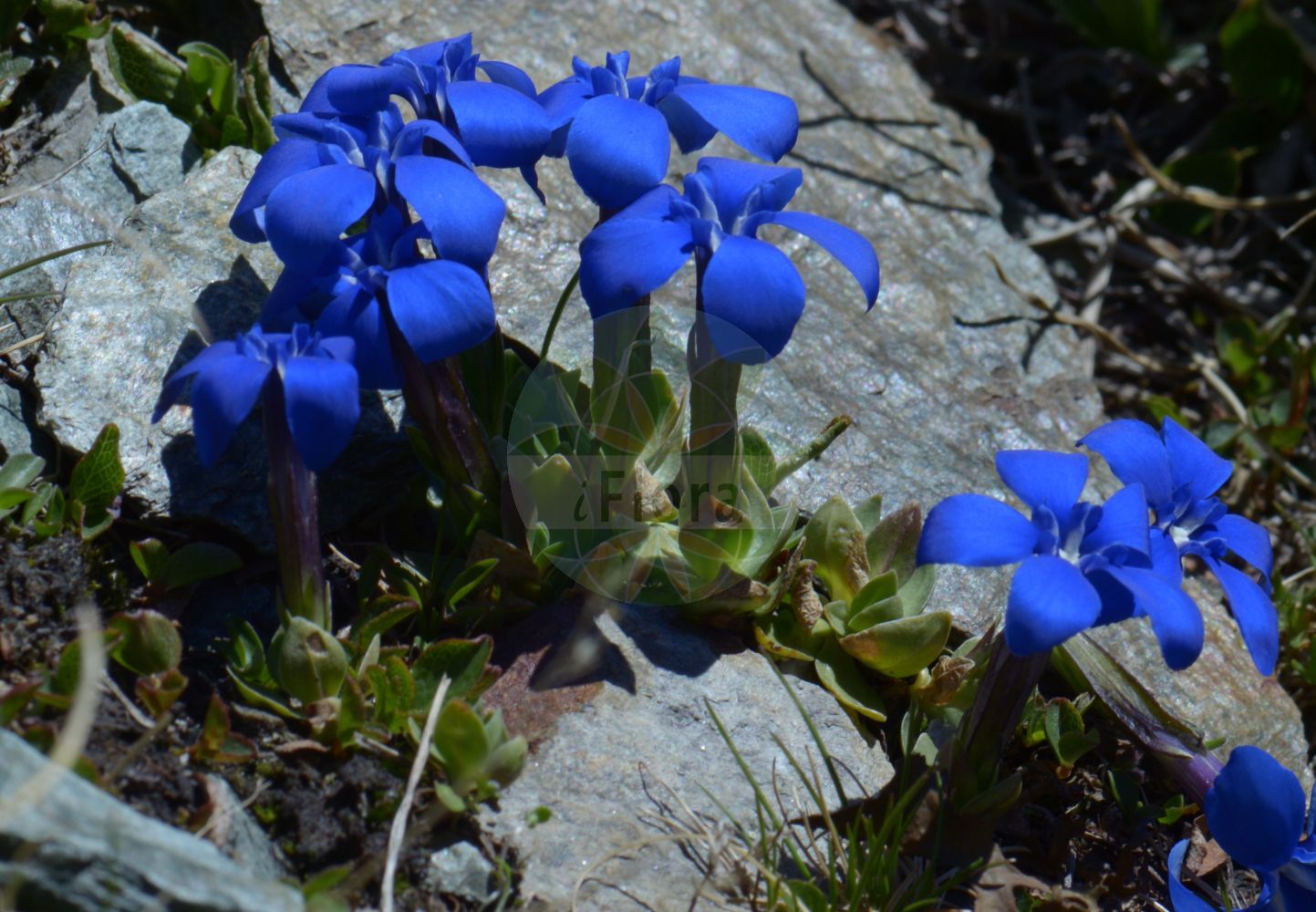 Gentiana verna - Gentianaceae,Plantae,Pteridobiotina,Angiosperms,Gentianales,Gentianaceae,Gentiana,Gentiana verna,Blackstonia verna, Calathiana verna, Ericala aestiva, Ericala angulosa, Ericala verna, Ericoila verna, Gentianusa verna, Ricoila verna,Frühlings-Enzian;Schusternägelchen;spring gentian;Gentiane printanière;gentiane dentée;cluxitos;genciana;genciana de primavera;genciana vernal;gitanilla menuda;pastorcilla;Genziana primaticcia;genziana primaverile;горечавка арктическая;горечавка весенняя;gentiyan;gencianë;genciana vernal;pastorella;proljetni srčanik;goryczka wiosenna;spomladanski svišč;tavaszi tárnics;hořec jarní;ghințura de primăvară;horec jarný;тирлич весняний;пролетна тинтява;калуђерак;отодавка;γεντιανή εαρινή