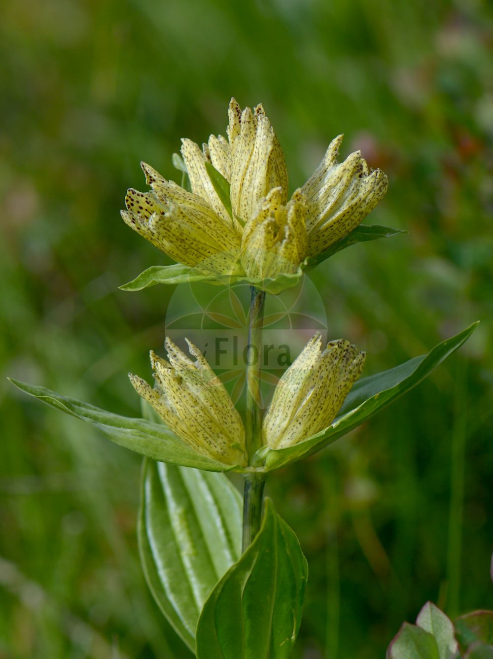 Gentiana punctata - Gentianaceae,Plantae,Pteridobiotina,Angiosperms,Gentianales,Gentianaceae,Gentiana,Gentiana punctata,Coilantha campanulata, Coilantha punctata, Dasystephana punctata, Gentiana campanulata, Gentiana immaculata, Gentiana purpurea, Gentianusa punctata, Lexipyretum punctatum, Pneumonanthe campanulata, Pneumonanthe campestris, Pneumonanthe punctata,Tüpfel-Enzian;Punktierter Enzian;Falscher Gelber Enzian;Getüpfelter Enzian;spotted gentian;dotted-flowered gentian;Gentiane ponctuée;Genziana punteggiata;горечавка точечная;gencianë;točkasti srčanik;goryczka kropkowana;pettyes tárnics;hořec tečkovaný;horec bodkovaný;тирлич крапчастий;петниста тинтява;арнаутски равен;γεντιανή στικτή