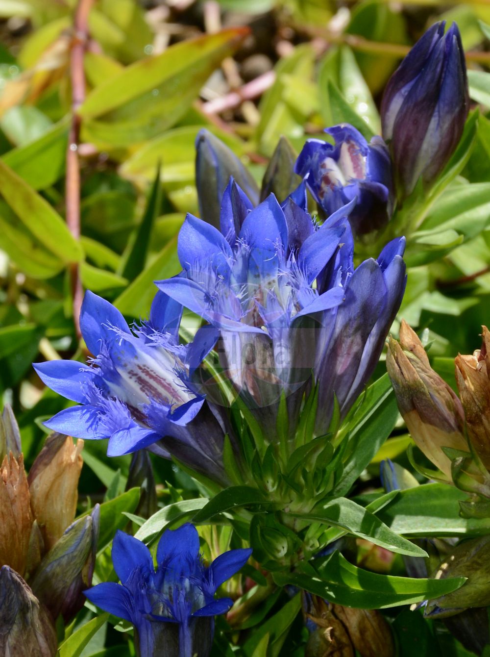 Gentiana cruciata - Gentianaceae,Plantae,Pteridobiotina,Angiosperms,Gentianales,Gentianaceae,Gentiana,Gentiana cruciata,Dasystephana cruciata, Ericala cruciata, Ericoila cruciata, Gentianella cruciata, Gentianusa cruciata, Pneumonanthe cruciata, Tretorhiza cruciata, Tretorrhiza cruciata,Kreuz-Enzian;Kreuzblättriger Enzian;cross gentian;cross-leaved gentian;star gentian;Gentiane croisette;croisette;Genziana minore;genziana crociata;kruisbladgentiaan;крестовидная горечавка;горечавка крестовидная;yeşilken;gencianë;genciana cruciada;križni srčanik;korsgentiana;goryczka krzyżowa;navkrižnolistni svišč;szent lászló-tárnics;hořec křížatý;horec krížatý;тирлич хрещатий;синя тинтява;südame-emajuur;krustlapu drudzene;korssøte;melsvasis gencijonas
